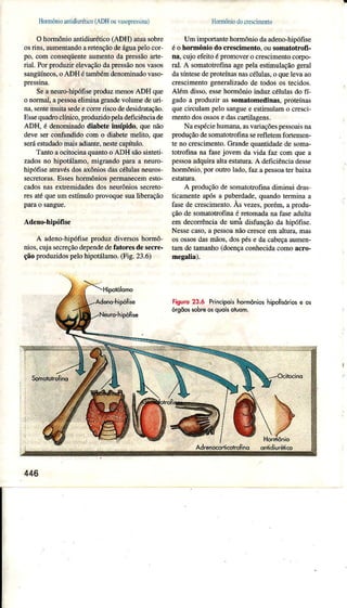 HonÌlônioinlidnLrélicoíADHouur(TÌesiDx)
OhoÌmônioantidiuÉtico(ADH) atuasobre
osrins,aunentândoaÍetençãodeáguâpelocoÍ-
po, com conseqüenteaumentodapressãoaÍte
Íial. PorproduzirelevaçãodâpÍessãonosvasos
sangüíÌÌeos,oADH étamÉÌn denominadovaso-
pressina.
Seâ neum-hipófisepÌlduz menosADH que
o noÌmal,âpessoaeliminagrandevolune deuÍi'
na,sentemuitasedeeconeriscodedesidratação.
EssequâdÌoclínico,prodüzidopeladeficiênciade
ADH, é denominadodiâbeteinsípido. quenão
deveserconíundidocom o diabetemelito, que
seÍáestudadomaisâdìânte,nestecapínío.
Tantoaocìtocinaquantoo ADH sãosinteti-
zâdosno hipotáÌamo,mìgrândopaÌa a neuro
hipófiseâtrâvésdosâxôniosdâscéluÌâsneuros-
secretoÍâs.Esseshormôniospermanecemesto-
cadosnâsextsemidadesdos neurôniossecreto-
Íes atéqueumestímuloprovoquesualiberação
parao sangue.
Ad€no-hiPlófise
A âdeno-hipófiseproduz diversoshoÌmô-
nios,cujâsecreçãodependedefatoresdesecÌe-
çãoproduzidospelohipotálaino.(Fig. 23.6)
HonrìônìodocÍelcimento
Um impoÍante homônio daadeno-hipófise
éo hormônio do crescim€nto,ousomâtotrofr-
nâ,cujoefeitoéprcmoveÍo crescimentocorpo-
ral. A soÌnatotrofinaagepelaestimulaçãogeral
dasíntesedeFoteínâsnascélulas,o quelevââo
cÍescimentogeneratizadode todosostecìdos.
Além disso,essêhorÌnônioinduz cólulasdo fí
gadoa produziÍ assomâtomedinas,proteínas
quecircuÌâmpeÌosânguee estimuÌamo cÌesci
mentodosossosedâscaÍtilagens.
Naespéciehumana,asvaÌiaçõespessoâisna
produçãodesomatotrofinâseÌefletemfortemen-
te no crescimento.GÌandequantidadedesoma-
totrofina na fâsejovem da vida faz coÍn que a
pessoââdquimâltâestatura.A defìciênciâdesse
homônio, por outlo Ìâdo,faz a pessoâterbâìxa
A prodüçãode somatotrofinadimìnui dÌas
ticamenteapósa puberdâde,quandoteÌmjna a
fasedecrescimento.Às vezes,porem.a produ-
çãode somatotrofinaé retonadanafaseaduÌta
em decorrênciade üÍná disfunçãoda hipófise.
Nessecâso,â pessoânãocresceem altuÍ4 mas
osossosdâsmãos,dospése dacab€çaaumen-
ÌamdetaÌnanho(doençaconhecidacomoâcro-
mesalia).
Figurc23.ó Píncipoishohônios hipoÍiúriose ô3
orgooseDreosquoEoDõm.
iÉÍtê
446
 
