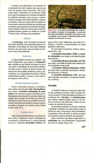 CriaDçâscomdeficiénciâde hormóniodo
crescimeDloIêmçidoÌrâÌâdâscomsuce$opoi
meiode injeçóesdessehormônio.AIé pouco
lempoatrás.o hormóniodo cÍecimenÌousâdo
neelipodeu?LaIÌ|enloeraexrrâJdodâhipófise
decad.ilereshumanos.umavezqueâ somâlo
lrofinadeânìmaisnáoÌemâtividadenoorganis.
mohurÌaÍìo.Hojejásepodeobterhormónjodo
crescimenlohumanoproduzidoporbac!eria:que
receberâJngeneshumanoportécnicasdeEnge-
nhariaCenétjcâ.Mâjore!infomaçõessobreEn.
genhaÍüGenéricâpodemsÊrobtjda5no!olume
3 desÍacoleçAo,Biologia daspopulações.
holactina
A prolâclim. outÍo hormôn'oprodu/ido
pelâadenohiúfise. temimponanLepapelnaes-
timuìâçáodâproduçàode leitepelaçmulheÍes
durânreâ fâlepcispaío. massuaÍltrçàonosho-
mensaindaé desconhecidâ.
EndoÍìolfinâs
A adeno-hìpdfisepíodu7umpepÍdiochâ
madoB-lipotroÍina.queorìginaâì endomorfi-
nâ3.ubtànciaqueinibemrecefloíededoÍe
cujoefeitoé semelhanteaodamorÍinasinté.icâ.
Acredjtâ-sequeo maioíou menoÍsucessodo
allelasemconeígÍândesdisÌáncia5€dee.pal
ciaÌnente,àsuacâpacidadedeproduzirelibeÉr
endomorfinasquândoo cansaçoe a dormuscu
ÌaÍ atingemníveiscÍíticos.
HomônioeÍimulôntedeneìânóciÌo
CeÍos vertebndos possuem,na hipófise.
umaÍegiãodeÍominadâlobo intermediário.
que secretao hoÌmônio estimulântc de mela.
trócito.Essehormônioregúa aatividâdedascé-
lulaspìgmenÌâdasdapeledeânimaiscomoo ca
maleào.poreemplo.peÍmitindoqueeìesmLì
demdecor.UmâpequenâquântidadedessehoÍ-
monioêsecretâdapelahipófi€humânâepârecÉ
aumenLara produçdodemelâninapelascélula!
dapel€.(Fig.23.7)
Alemdeproduzirhormônioscomefeiroçdi
rerosobreo orgarusmoÍcomoo hormôniodo
cÍescimenro.a prolacúnaetc.ì.â âdeno-bipofiçe
ecretaos chamadoçhormônioslfólìcos (do
tos,tombémchomodode intèmedino,é prcdozido
peloloboinremedióíodoh;Élie. Emonimoiscomo
ocomoleôo,e$ehomônioèeponrwl pelorcpido
mudonçodêcoioroçòodocorpo.
gregot ofoq nütÍir, alimentar),cujo efeitoé es-
timulâÌ e controÌaro funcionaÌÍento de outras
glânduÌâsendócrinâs.
Os pÍincipâishorÌnôriostÍóficosâdeno-
hipofisárìos são:
a) hormônio tireohófico (TSH) ou tirói-
de estimulanle,qÌreregulaa atividadedaglân-
dulâtircóide;
b) hormôÍio adrcnocorticoffifrco (ACTïI),
querËgulaaatividadedaÍ€giãorìaisextema(cór-
tex)daglândulasupra-rcnâl;
c) hormônio foÍculo-êsÍimulante (FSH),
queatuâsobÍeasgônadasÌnâscülinâse femini-
nâs(tesÍculos€ ováÌios);
d) hormônio lutetuizânte (LH), que atua
sobregônadasmascúinase ferninjnas(testícu-
los eováÌìos).
Tiróide
A tüeóidelocalizâ-senopescoço,logoabai-
xo dascartilagensda gÌote,sobrea porçãoini
cial datraquéiâ.OsdoispÍincipaishormôniosti-
reoidianossãoa liroxina e a triiodoüÌoninâ,
quecontêm,respectivamente,quâhoe trêsáto-
mosdeiodo emsuasmolécuÌâs.Àmbossãode-
rivadosdoâminoácidoúosinâ-
OshormôniosiodâdosdatireóidecontÍolam
â arividademetabólicâde praticamentetodâsas
célulasdocorpo.Na presençâdesseshormônios,
â respimçãocelülârdetodasâscéÌülasaumenta,
comâuÌnentogêÍâÌdaatividadedoorgânismo.
Outro horÌnôúiotireoidiânoimpoÍtanteé a
câlcitonina, que atuadimìnuindoa quaÌtidade
decálcionosangue.(Fig.23.8)
447
Figuro23.7 O homônio ertimulddordc melonóci
 