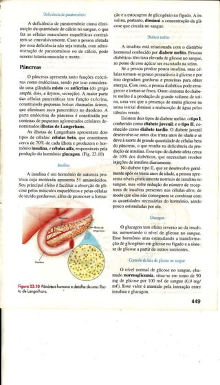 Delr.iên.jr'li
trrarorDrônr)
A dellLièn,:dde pJÍdro-m,inincau'! d ml
nuiàud0qudnÍidiJcdecJcro io .JIgue.o que
Ia,,r. celuIJ,TuscI'areequel(ticr(on!r -
ÌeÌn-seconvuÌsjvâmente.caso â pcssoaaferâdâ
oÔ|esr del:rièn.iJirio .erd||dJJJ.conrrdn r.
,inrJcaodr trl ormorio ,ru de cal.ro. poJe
ocofferÌe1âniamusculaÍe moÌte,
Pâncreas
O pâncÌcas apresentâlânro funções exócÌi
nascomo eüdócruìas,sendopor ìssoconsiderÈ
Ju umde,indulr mi.tâ,'u ânft(rina r,lo grcCn
Jrnplì;J,'i.. e Í4no.. ,e.recio.. A mâiort,rre
da. cjìurJ. prnrÍed||cd,Ìem tunçducô. nJ.
. o ìsriÌuido pequend.bor,J,chamdda.J(ino,
.lueeìiminJm5Lcopân(rcJricono dLrodenuA
t-ae enJúcnnddo pancrci,e consrrtuidapol
renrend,dr oequeno.aglômerJdo.celulae.Je
nomìnâdosilhotâs dê Langcrhans.
As ilhotas de LaDgeÌhansâprcsenramdois
tipos de célulâsi céÌulâs betâ, que consrìrueÌn
cerctì de 7070 de cada iÌhoÌâ e produzem o hor,
nóniu iflsulinâ.c célulâ alÍâ. re.pun.Jei. pet"
pÌodrìçãodo homônio glucâgon.(Fig. 23.10)
lnÍrlinr
A ìnsuln é um hormónio de narurezâpro-
tóica cuìa molécula apresenla5l aminoácìdos.
Scu principâl efeito é 1ãcilitâÌ I absorção de gÌi.
coscpeÌosmúsctrbsesqueléticosepelascélulas
do tecidogordÌrroso,aléInde promovera forma-
Figuru23.10Pônirèoshumdnoedeblhedeumoilho
todeLongèÍhon5.
çãoe a estocagemdegÌjcogêniono fígrdo. A in-
sulina.portanlo,diminui a concentrâçãoda gÌi-
cosequecrcula no sangüe.
DiâbcÌemeÌiro
A insulinâestárelícionâdâcoÌn o disúÍbio
hormonâÌconhecìdopor diabetemelito.pessoâs
diâbéticlstêmtaa elevadadeglicoseno sângue.
âo ponto de esseaçúcafser excretadona urìnâ.
Seâ pcssoaproduzpoucâinsulina.suascé
ÌuÌastomrm sepoucopermeáveisàglicoseepol
isso deg.adaÌn gordurff e pÌoreínâs para obler
eneÍgiâ.Coln isso.a pessoadìâbéticapodeem,ì
grecere tornar-selrâca.Oulro sinrona do diabe-
tc meìitoé a produçãode grandevolumede uri-
n,ìi ulna vez queâ presençâde muiÌa glicosena
uriDâinicialdiminui a reabsorçãode águapctos
Existen doisliposdediabetemeÌiro:o tipo I.
conhecido como diabete ìuvenil, e o tipo II. co-
úecido como diabete tardio. O diàbetejuvenil
desenvoÌve-semtes dos trinta anosde idade e se
deveàmorte dc grandequanridâdedc célulasbetâ
do pâncreas,o quercsul1âna defìciônciâda pro-
dução deinsulìnâ. Essetipo de dìab€teâfetac€rca
de ì0% dos diabélicos,qüe necessìÌân1recebeÌ
;njeçõesde ìnsulinâ diârÌtuÌenre.
No diâbctetipo II, quesedesenvolvegerâl
menteapósostrintaanosdeidâde,apessoaapíe
sentânír'€jspmticamentenoÌnìâisdeirÌsuÌinâno
sangue.massotrereduçãodo Dúmerode recep
toresde insuÌinapresentesnâscélulasalvo, de
modo queelâsnãoconseguemsecoìÌbinarcom
às quantidâdesnecessáriasdo hoÌnìônio.sendo
poucoeslirnuladaspor ele.
cÌucdgon
O glucagonÌem efeiroinversoao da iÍsuli.
nd. âumenrand.o n^el de tslicoseno,anBue.
Essehonnônio atuaesrimuÌândoa translbrmr
çaúdc Êìir.'dènioemtslrcosen,,fr!Jooe a ,inre
sede glicosea partir de ourrosnutrientes.
ConrhÌeú taìxdeglicorcnosrnlLÌe
O nrel normJlJe glrco'eno .angÌre., hJ-
n:ìdo norÍnogli(cmiâ. .irui ,c em rorno Jr o0
mg de 8ìico,epnr 100
'nl de
'JnSL,e'0.4
mB.
Jn{). Essevaìor é Ìnanridopelâ interaçãoentr€
insuÌinâe glucagon.
449
 