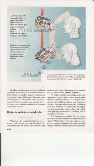 célllosdôsmóculosgêro
f:r,::::':i.: I PercêbemosoposiçõodenÒ$ocobeço
pêloÒrieitoçõôdôscíiôsdoscélulossensoriolslocolì
zôdosnôpoÈde nrenodo sócuoe do utí.uo.
canâissemi.ircularcs.Iror càusrda sur loerlizr
çãosãodeDoìÌiìrdos ouvidos internos.
As ondassonorastransnritidxspela água
atjngemo corpo do peixcj propâgaÌdo sepelos
ossosdo cÉnio aléo sáculo.As !ibraçõer lono
ras sàoÍân$ìitidas ao Ìíqunìo clucprccncheo
sá.ulo e.corÌ isso célulasseÌìsoriaisÌocrlizrdrs
Dr parcdedo 1á.uk)sãoestirìulâdas.Os nnprÌ
sos nervososgcmdosnessõ céÌul.ìssnocondu
zidospelo nerlo aditivo atéo cD.ótulo.qüe os
interpretaconrosons.
Abexiga natatóriatambóìì !ibraem respos
taa sonsepode ÍânsterÌ essàs!ibr{ções par{ o
sáculo.AÌguDspcixc!,têm uÌm sóric dc ossos
csrrrtcgÌcanrcìrtcdrspostos,quecondLrzeÌÌìâs!ì
bmçõesdâbcxigâlrtatória atéo ouvidoinlcnú.
imPurss, /^^/
quee _/r-/ u _/ L
deequilibriodoencéfolo.
Ao oboixormoso cobêço,os
olôlitosmudomde posiçõo,
Os olhostaìÌÌbéÌnpaúicipaÌndo seÌÍido de
cquilíbrio. As inagens capt.Ìdaspela!ìsâo são
conrbiÌadas no encéfaÌoconÌ as infornações
prolenientei do oulido nÍerno. Em geralessas
inforÌnaçôessio coiiìcidentes,isÌo é, quandoo
ou!ìdo inforÌa ao encéfÂìoqueestanrosde câ
beçâprrabaìxo.asinrrgensvisuâis.onfinnrnr r
núorn çãoâuditiv{.
Orgãosdeaudiçãoemvertebrâdos
OsouvidosdospeixessãoenÌbutÌdosnosos-
v)s do crânìo,unÌ de cadalado dâ cabeça.São
conÍituídos por unÌ sácu]o,urn utÍícuÌo e Úès
496
 
