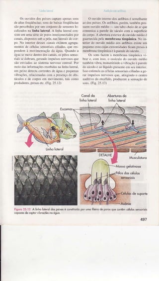 lr f. :!
Os oüvidosdospcixcs crplam apcrassons
de altasfìeqüônciâs;sonsdc bxixrs frcqüêDcirs
sãopeÌcebiòs por uìì conjuniode sensoreslo
c ìzadosnâ Iinha laterâI. A linhâ laleml con
sìsleeÌn !m.ì !érie de porcs ìntefconectadospof
can.ììs,disposlossoba pele.naslateraisdo col
po. No intcfior delse! cïÌais existem agrupa
ncnLos de célulassensoriaìscìliadas,que res-
pondcm à ìnovìmeÌlação da á-sua.Qunndo a
ágLrâsc mole dentrodoscanais.os pêlossenso-
ri.ìisscdobranì.gerandoinìpuLsosnervososque
são cnviados ao sistenìane|voso cenrral.Por
mcio d$ infornìaçõesrecebidasna liúê lateraÌ.
um peixe deÌectacoÍ€ntes de ágìa e pequenas
vibüçôes.reÌacionadascom â pÍesençâde obs-
táculo! e de col1)oseÌÌì movìÌnento,trìiscorÌo
prcúdofes. presaserc.(Fig. 25.12)
r'lr!Ìr.r i|íì 
O ouvido intefììodosxDfíbiosé semelhaÌÍe
ao dospeixes.O! anfíbios,poréìì, tanbéÌn pos-
suemouvido ììédio - uÌì tubo cheiode ar que
comuúca a parededo sáculoconì a superfície
do corpo.A aberluraextefiordo ouvidomédio é
guarnecidapelamcmhrânâ timpânica. No in-
terìor do ouvido médio dos anfíbiosexìsteunl
pequenoossocujasexrfeìÌidadesficam Fesâs à
membranatinÌpânicae à pirede do sácuÌo.
Os sonslazen a nìembiìna tiÍrpânicâ i
bÍâÌ e. com isso. o ossícuÌodo ouvido ìÌédio
lanlbémvibra, lransmiiindo rìibÌ.ìção àparede
do sáculoe âo líquido presenteerÌ seuinterior.
IssocslnÌulâ âscóÌtrlasseÌìsoÌi.ìisciÌirdxs age
rrr ìmpuÌsosnervolos que. aLiìrgindoo centro
àudiLivodo eücófâlo,produzen r scns!çãode
Ínrs. (Fig.25.11)
Conoldo
ìinholoterol
Aberbrosdo
linholaterol
Escomos
Fisuro25.12 A liiho lolêrôldospêixesé cônslliuídopôr umoÍileirode porosque<ontêmcéluldssensôrlok
cqpazesdecopicrvibrdçõêsnoóguo.
491
 