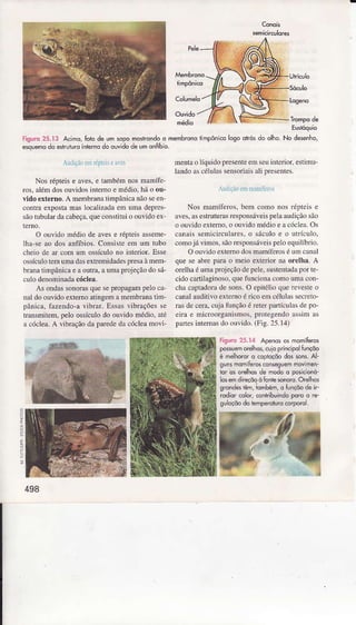 ALrdLçÍìüÌ rJplrlitìÌcs
Nosrépteise aves,e tâmbémnosmamífe
ros,alémdosouvidosintemoemédìo.háo ou-
vidoexterno.A meìÌbÌânâtimpânicânãoseen
contrâexpostamaslocalizâdâemumadepres
sãotubuÌârdacabeça.queconstiiuio ouvidoex
O ouvidomédiodeavese répteisâssÈme-
thaseao dosanfíbios.ConsisreeÌÌ üm tubo
cheiode aÌ comum ossiculono interior.Esse
ossículotemumâdâsextemidadespresâàmem-
branatiÌnpânicaeâonÌÌa,aumaprojeçãodosá-
culodenomiradacóclea.
As ondassonorasquesepropagampeloca
nâl doouvìdoexternoatingemâ membranatìm-
pânicâ,fazendo-avibrar.EssâsvibÌâçõesse
trânsmitem,peloossículodo oüvidomédio.até
â cóclea.A vibraçãodaparededâcócÌeamovi
mentâo ÌíquidopÍesenÌeemseuinlerior,estiÌnu'
landoascélülâssensoriâìsâlipresentes.
AhÌçiioú$ rÌrÌìíie,.
Nos mamíferos.bemcomonos répteìse
aves,âsestruturasresponsáveispelaaudiçãosão
o ouvidoexterno.o ouvidomédioeacóclea.Os
canâissenicirculares.o sáculoe o utrículo.
comojávinos,sãoresponsáveispeloequilíbrìo.
O ouvidoexternodosmâníÍèroséumcanaÌ
queseabrepâÍao meioextedorna orelhâ.A
orelhaéuììaprojeçãodepele,suúentadaporte
cidocaíiiaginoso,qnefüncjonacorÌoumâcon-
châcêptadoradesons.O epitéìioqueÌevesreo
cânâlâuditivoexlernoéricoelncéluìâssecÌeto-
Ìâsdecera.cujafunçãoé rcterpaÌtícülâsdepo-
ejrâe microorganisÍnos.protegendoàssimâs
pâÌtesinternasdooülido.(Fig.25.14)
Figuío25.14 Apènosôs momílero5
posum orelhôs,.!lô princlpofunçõo
é mêlhororo côpioçõodossons.Af
gunsmomíÈros.ônseg!êmmovimèn'
ior oso€lhosdê modoo posicionó-
losemdireçòooÍontesonorcOrehc
srondeslEm,ìombém,o lunçòodên_
rÒdiorcoloÍ,conhibuindôpde d re-
guldçõodo lìsmperÕturôcÕrporo.
Eunóquio
Figurd25.13 A.iho, Íoic de umropomosrrondôo membrqnorlmpônlcologoolrósdo olho.No desenho,
esqlemodo esrruiurôinlernodoouvidodeumonÍíblo.
a
Ë
E
498
 