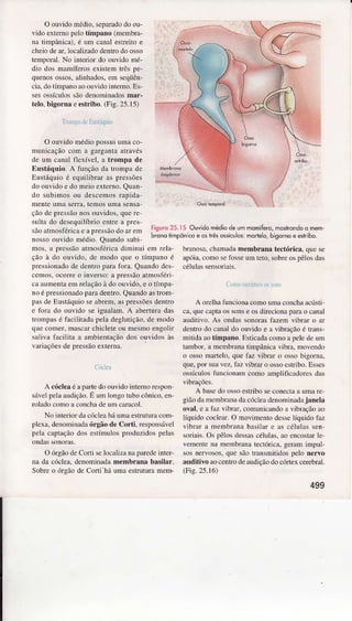 O ouvidomédio,seprìradodo ou-
vido externopelotímpâno (membra-
na tjmpânìca).é um canâl esÍeito e
cheiode aÌ. Ìocalizadodentrodo osso
temporal.No interÌor do ouvìdo mé-
dio dos nrmíferos exislem três pe-
quenosossos,âlinhâdos.em seqüên
cia.do tímpanoâoorìvidointemo.Es
sesossícuÌossãodenomin.ìdosmãr-
telo, bigornã c estribo. (Fig.25.15)
'L
rlÌ L.liL1ilLLrì
O ouvidomédiopossuiumaco-
ÌnunicaçãocoJna gârgânÌâatra!és
deum canâllle).ível,â trompâ de
tsustáqrio.A lunçãodâ trolnp.tdc
Eustáquioé cquilibrârâspressõcs
doouvidoe domeioexterno.Quan
do subìÍnosou descÈmosrâpìdâ
rÌÌenter.ìmâscrÍr,lemosumâscnsâ
çãodepressãonosou!idos,querc
sullâdo dcscquiÌíbri{)entÌca pÌes
sãoâiìnosférìcaeapressãodoarem
ossoouvidoììédio. QurndoÌrbi
Ìnos, â pìessãoahìosféricâ diminüi em fcÌr
ção ì do oüvido, dc ìnodo que o tíÌpxno é
pressnrnrdode dentro parr fora. Qüando dcs
ccrÌos, oco.re o inverso: a pressàoâtììosféri
câ aumentaeìn relaçãoà do ouvido. e o tímÌra
Ìo é pressionadopaÌadentro. Quandoastrom
prs de Eustáquìoseabrenì.aspressõesdentro
c fo.a do ouvido se ìgualam. A âbertura da!
tronÌra! é faciÌitada pelÂde8Ìutição.de ìÌodo
que coìner,mascarchicÌeteou meslnoeÌgoÌjr
srlìva frÌcilita à ambientaçãodos ouvidos às
variâçôesde pfessãoexterna.
A cócleâéapafte doouvido inteN) respon
sálcl pch âudição.É ünr longotubocônjco,cn
ÍoÌâdoconr).ì oonchade um caracol.
No núerìofdacócle{ há uìnaestrutoâ coìì
plexâ.denoÌnirìadaóryão dc Corti. responsável
pcÌa c{ptação dos estÍìulos produzidospehs
O órgão dc Coíi seÌoc.ìÌizrì nâ pffede inter-
na da cóclea.denoninâdamembrânâ basilâr.
Sobreo óÌgão de Cortì há ümâ estÌulrìn mem-
Ìigurq25.15 Ouvidomêdiodeummomífêrô,mostrondoÕmem
bronolimpônlcaë osirêsosicuos:morleô,bigôhoe esrdbo.
brânosq.hamrdr membrânâ tectóricâ. quese
aÌróia,coììo scfosseum teto,sobreospêlosdas
A orclhâfuncionacomoumâconchââcús1i
ca.quccâpl,ìos sonse os dìrecionâpâÌâo crnâl
ludiÌivo. As ondâs sonorasÍàzem vibraÍ o âr
denlro do cxnâldo ouvido e a vibÌaçãoé trâns
ìÌitida ro tímpâno. Elticadâcomoâ peledc uÌÌ
tambor,r mcmbrànatimpânicr vibflì, nlolcndo
o ossomÂÌlelo,que fàz librâr o ossobigorna.
que,por sui vez.faz vibrâro ossocírìbo. Esscs
ossículostuncionrnr como ânÌplificâdorcsdas
A b$c do ossoestriboseconectââ umr rc
gìãodanenrbran! dacócÌeadenolÌinàdâjânelâ
oval. e a faz librâr. comunicân&râ vibÍrìçãoao
1íquìdococle{r. O movìÍnenlodcssclíquidofaz
vibrar a meìnbranâ bâsiÌâÌ c rs céÌülas sen
so ais.Os pôlosdessascélul.ìs,âo cncoslârle
veììenre!r mcmbrânateclóricâ.geÍrìmimpul
que sãotransmitidospelo n€rvo
âuditiyo âocentrodcaudiçãodo cóÍex cerehal.
(Fig.2s.l6)
499
 
