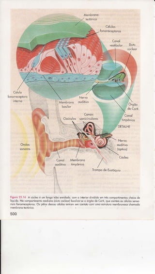 de Corfi.
f,"ï'
500
 