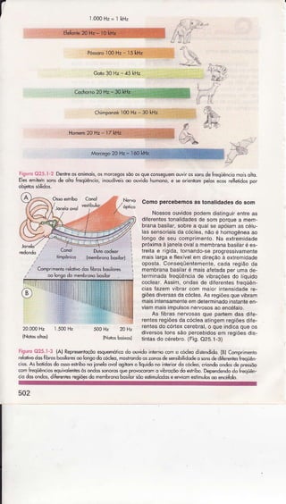 I l000Hz=tkHz
Pósorô100Hz- l5 lHz
Golo30 Hz-45 kHz
f.:
'.:l),
FiguroO25.I'2 Denheosonimok,osmorcegossõoosqueconseglemolvir ôssonsdêÍrêqüênciomoi o io.
Eesemiteinsonsde oio Írêqüên.io,inoudiveisqo ouvidohumono,e seorienlômpeos*os refleldospor
..:, )".,'
"
,
Comopercêbemosâs tonâlidadesdo som
Nossosouvidospodemdisinguirêntreas
diÍerentestonalidadesde sompoÍquea mer.-
bÍânabâsilâr,sobrea qLraseapóiamas céu-
lassensoaisdacócêa,nãoé homogêneaao
longode seucomprimenlo.Na exlremdade
próximaàjanea ovalamembranabasilarées-
ireila e rígida,lornando-sêpíogressivamente
maislargae Ílexivelemdireçãoà exÍemidade
oposla.Conseqüentemenie,cadaregão da
membranabasiaré maisaÍeladapof!ína de-
tefminadaíÍeqüênciade vibraçÕesdo líq!ido
cocleâr.Assim,ondasde dlÍerentesíÍêqüên-
ciÂsfazemv bÌarcommâiorniensdadêre-
giõesdiversasdacóclea.Asíegiõesquevibram
maisiniensamenleeíndeierminadoinslantêen-
viamÍnaisimpulsosnervososaoencéfalo.
As íibÍas nervosasque panemdâs diíe-
rentesregiõesdacócleaatingemrêgóêsdiíe-
renÌesdocoftexcerebÍal,o queindcaqueos
diversoslonssãopercebidosem regÕesdts-
linlasdocerebro.(Fig.Q25.1-3)
20.000Hz t.500Hz 500Hz 20Hz
Fisuro{]25.1-3 (Al RepresentoçõoêsquemóricÒdo ouyidointernocomo cócleadÌÍendidolBì Comortms,o
relotivodosfìbrosbosiloresoolonsodocódeo,mosiroidooszonosdesënsibilidodeqsônsdediÍerenresÍreqlen-
cos.As bolidosdo ôso eslibonoioneloovolositomo líquidoio Ìnlerlordo cóclëo,<riondoondosdepres5òo
comheqüênciosequivolentesòsondos3onoÍosqueprovocorcmq vibroçõodoesiribo.Dependendodo heqiien
cioddsôndÕs,difercõtes€siõesdo membronobosilorsõoesrimulodoseenviomesiímulosooencéÍolo.
502
comprìnentorelotib dô! íibrosbosilores
oo lonsodd mêmbro.obosilar
 