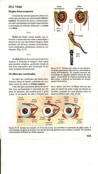 25.4 Visão
Orgãosfotorreceptores
A maioriadosanimaisapresentâcéÌulassen-
soriaisquepercebemluz. denominâdâsfotorre-
ceplorer.Namaioriadoscasos,osfotoÌaecepto-
resesÌãoconcenÌradosemórgãosespecializâdos
nâpeÌcepçãodeesÌímülosluminosos:osocelos
0celos
Ocelossãoórgãosvisuaissìmples.queiÍ-
foÍmamo sistemânervososobreaìnÌensidadee
direçãodâluz mâsnãoformâmimagens.Estão
presentesem diveÌsosânimâisinveÍÌebrados,
comocelenterados,platelmintos,moluscosear-
trópodos.(Fig.25.1?)
0ÌÌìos
OsolhosdifeÌemdosoceÌospoÍ produziÌem
imagens.A formaçãodâ iÍnâgeÍnvisualÌequer
umaestutura conplexa, geÍâlment€dotadade
umalenteresponsávelpelâfocâÌizâçãodaÌuz
sobreascélulasfotossensoriâis.
Osolhosdosvertebrados
Os olhos dosveÌÌebradossãobolsasmem
branosâscheiasdelíqujdo, embutidâsemcavi-
dadesósseasdocrânio,asórbitâs oculaÌ€s.
Câdaolhogirasuavementedentrodesuaór-
bita. Essamovimentaçãoé contÍolâdapor Íês
paÌesde rnúsculos.que mantêÌnpresoo gÌobo
ocular. o movimentodo olho é Ìimitâdo pelo
Figuro25.17 Eshulurodosocêlosdeomoplonório.
Ascélulospismeniddosoborem luz,e+ìmulondoos
célulosÍoloÍecêploros.Os ìmpulss neNosos5õo
honsmitidosoosgônglioscerebrcisolrovésdo neryo
óplico.Comporondôos impulsosprovenienesdos
dok ocelos,o plonóriose movimentoem dirêçõo
nervo óptico, um feixe de fibrâs nervosas que
paÍe do interior do globo ocular em direçâo ao
encéfâlo. passando por uma âbertun óssea do
tundo da úbita ocular.(Fis. 25.18)
pnrc dêdrc pô,ô6í0
Ésuro25.18 Exísiemsekmúsculos,emformode<oneiq,quecoiiroLomo5movimentosdo globooculor.A
molmentoçõodoqlobosedó sobreumocomododeteido gordurosoqueocolchooosórhilos.Tolcomodoè
continuomentelubriticodqDorÍluidôsésDeciok.
503
 