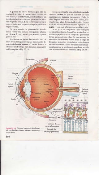 EÍ J1lti.! ú ú kr
A pâÌededo olho é fbrmâdâpor trêsca-
nadasdelccidos.A camadâmâisexterna.de
corbÌancâ,ó a escleróticâ.constituídaporum
tecìdoconjuntivoresÌsrentequemanrémafor-
madogloboocular.É nâescÌeróticaqueseÌi-
gamosmúlcuÌosresponsÍleispelamovimen-
raçãodoolho.
Na pafteantcrìordo globoocuÌâÌ,r cscle
róticâfol'maumâcâmâdatransparentechâmx
dacórnea.É essacamadaquepermìleâpâssa
Inediatanìcnteabaixodacórneâháuììacâ
'ÌaüÌ
pÌeenchidaporumlíquidotÌânsparente,de-
noìÌinadohumor âquoso.O ÌeÍmo"humor"é
utiÌizadoemBiologiaparadesignâ.qualquer1í-
quìdocorporâÌ.(Fis.25.19)
Clrlde. i's
Sobâescleróticahá umapelícxla pigmentada.
châmdr coróide, na quâl se locâÌìzìm os vasos
sângüíneosque nutrem e oxigenâÌì as células do
ollro. Na parteanteriordo olho, sobâcómea.â co
róide foma aíús. o discocoloÌido do olho.No cen
tro daíris háum oúïcio deiamanhoregulável- a
pupilâ por ondeaÌuz lenetr.ì no globo ocnlrÌ.
A íris pode scr conpârâdâa um diâfrrgma
rcguÌáveÌdemáquinâfotográfica.ajustândoo ta
manhodâpupilâdêììodo â rcgularaquanÌidade
de luz qxe pÈnerâ no oÌho. Os movinenbs de
abeÌturâe fècbâmentodâ írìs esrãoa cârgo de
deÌicadosmúsculos corlrolados peÌo sislena
nervosoâutônomo.Ëssesììúsculos âjtrstamau-
tomâlicâmentea aberturi da pupilâ de acordo
com â Ìunrinosidadedo âmbienre.(Fig.25.20)
Fiourc25.19 EsiruturclnrernÕdoolhohumo-
no-.NoÌld" heò direito,*huturcmicrcscópi
504
 