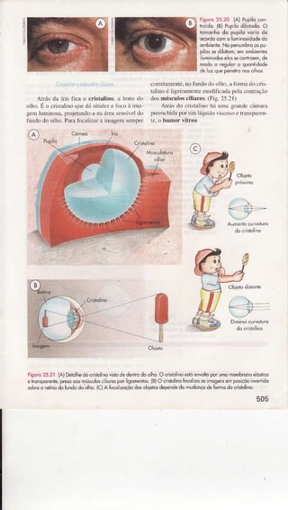 2
-
Fisuro25.20 {A) Pupilocon
troído {B)Pupllôdiloiodo.O
ramorhodo plpilq yorlodê
ocordocomo luminosidodedo
ombieiie.No penlmbroospu
pilossedilolom;emombienies
iuminodoseossecontroem,de
nodo o rcsuloro quonrldodê
dêLuzqle penelronosÕhos
a ir , rì i:11A..i  i l,.r,J
Atrásda íris Ècao cristâlino,{ lcntcdo
oÌho.É o crisÌalinoquedániÌideze fo.o à nÌâ
genÌlumìnosâ.projetândo'anaáfeâsensívcldo
fìndo dooÌho.ParaIocaÌizèra nnageììsemp'e
corretarnente.no fundodo olho.r loÍmâ do cÍis
tâlìro é ÌigeiramentemodiiicâdapelâcorlÌação
dosmúsculosciliâres. (Fig. 2s.21)
Atrás do cÍislalino há trììâ grândecânìrrâ
pÌeenclìid.ìporum líquido vìscosoe Í ânsl'âreÌ
Fisurc25.21 (A)Detqlhedocrisiolinovisiodedêntrôdooho.O crÈtqlinoêsroenvolioporumomembronoèóstico
ehorspo€nle,presoaosmúrcllosci;oÍespor igomenios.(B)OcritqÌinoÍocolzo05imogensemposiçõoinvertido
sobreo reiinodotundodoolho.(c)A ÍocôìzoçôodosobietosdependedomudonçodeÍormqdocristllino
505
 