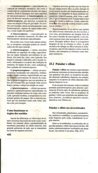 cì mecânoÌÍ€ceplores- epeciâli7âdona
captâçãode estímulosmecânicos,tais como â
compresãoouoestjrameDlodapeleedeórgàos
in!emo..Pode-sedisringuúdor,riposespeciâj,
demecanoÍreceptoresrosfonoÌÌeceptores, ca.
pâTesdederectaÌvanaçdecndpreáodoâr.e05
estãforreceptores.quederecrâma po.içáodo
coQoemrelaçàoa forçadeg'âvjdade.Osoui-
dos,porexemplo,atuamsimultâneamentecomo
fonorreceproreç.câpâ7e'decapraronda5çono-
ras,e comoóÌgãosdeeqììjlíbrjo.
dì Íotorreceplore. erpecidli/adoçnd
capuçãodee{imuìo Iuminoso.O, olìoç ç;o
fotoneceptoresaltâmenteespecializados.
Dedcordocomo ìoculondecaprame.rmu
Ìo'. o' recepÌore.,en,orjajspodemer clâ(ifi
câdoseÍntrêstiposbásicos:
âì eterorneceplores- cëlula,.en.oriâis
ìocaìi/âdanasupedícìedocorpo.epeciâlizâ
dasem captarestímulosprovenientesdo aÍn
brenLe.râi' comoluz.caior.çone pre$áo.Su!
funçãoéconectaro indiúduo como mundoex-
te or. informando-oârespeitodascondiçõesdo
ârnbiente.Os órgãosdetato,visão,audiçãoi,_ol-
fâto epaladarsãoexterorreceptores.
b) propriorr€ceptor€s - céÌuÌâsmecânor-
receptoraslocalizadasnosmúsculos,tendões.
juntase órgãosintemos,especìâÌizâdasemcap-
taÌ estímúlosprovenientesdo inteÌior do corpo.
SãoospÍôp.ìorÌeceptoresquenospermitemsa-
beÌ. por exemplo,!€ÌÌqueposiçãoestãonossos
braços,pemase cabeçaemrelaçãoaocorpo.
c)hteÌorÌeceptoÌes célulasmecanorre-
ceptoÌase quìmìorreceptorasespeciâlizadasem
percebeÍcondìçõesintemasdocorpo,taiscomo
opH,apressãoosmótjca,atempeÍaturaéacom-
posiçãoquíÌnicâdosangue.SãoosinteÌoíecep-
toresquenospermitemsertir sede,fome,náu-
seae doÍ, porexemplo.
Comofuncionarn os
órgãosdossentidos
ApesaÍdasdiferençâs,osváÌiostiposdecé-
luìassensoriaisfuncionamdemodomuitoseme-
Ìhântêrum estímuloalteraa pemeabiÌìdâdeda
membranaplasnÌítica da célula sensoriâl,neÌa
gerandopotenciaisde ação,quesetransmitem
naÍblmâ deimpúsosnervosos.
488
ImpuÌsosnervososgeradospor umfeüe de
Ìuz queatingenossosolhosoupelavibraçãodo
ar emnossosouvidossãofundâmentêlmenrese-
meÌhantes.Ao chegâÌemàsáÌeascerebaisres,
ponsáveis,respectìvamente,peta visão e âudi-
ção,équeosimpuÌsosserãointerpÌetadoscomo
sensagiiesüsuajse âudrri!as.Assim,queÍnefe
Ìi! amüìtevèeoÌrvesàoaslÌeas ! isuajseâdiri
vasdoèérebro.
Hipoteticamente,seos ne os que paúem
dosolhosfossemconectâdosaosdosouvidos,e
vice versa,percebeíamosum Ìampe.joforre de
luz comoo barulhodeumaexpÌosão,e uìncon-
certomusicaÌcomoumasucessãoderaioslumi-
nosos.Exemplopráticodissoé enxefgarmos
lampejosde luz ao esfregâÌos olhos.A ação
mecânicadeesfregaÌosolhosestimulaosforor-
receptores,queenviâÍnìmpulsosàáreavisuaÌdo
cérebro;estainteryretaosestímuloscomolâm-
25,2 Paladareolfato
Pâlâdâr eofâto sãosentìdosespecializados
emdetectarapresençadedeterminadassubsrân-
cìasquímicâs.Em geral,osrecepioresdepala-
dardetectamsubstânciêsdìspersasemsolução,
enquantoosreceptoresdeoÌfatodetecramsubs-
tânciâsdispersâsnoar.
Comexceçãodâsesponjâs,todososanimâis
possüemquimioíeceptorespâraderectara pre-
sençadediversostiposdesubstânciasquímicas
no ambienteondevivem. Sãoosrcceproresde
paladaÌe oÌfatoquepeÌmitemaosanimaislocâ-
Ììzar alimento,reconhecerparceirossexuâis.
identificarseusfiìhotesetc.
Pâladâr e olfato nosinvertebrados
NosceÌenterados,plâGÌmintos.nernarelrnìn-
tos,moÌuscose anelídeos,osqúmioÌreceptores
estãodispeÍsospelo corpo,notadamentenâ re
giaoânGrior.
Entreôsinver&brados,osartópodossãoos
quetêmpâÌâdâÌe ôÌfâtobemdesenvolvidos.Há
muìtosquimiorreceptoreslocaìizâdosnaspeças
bucâìs,nasantenâsenaspatas.Gig. 25.2)
 
