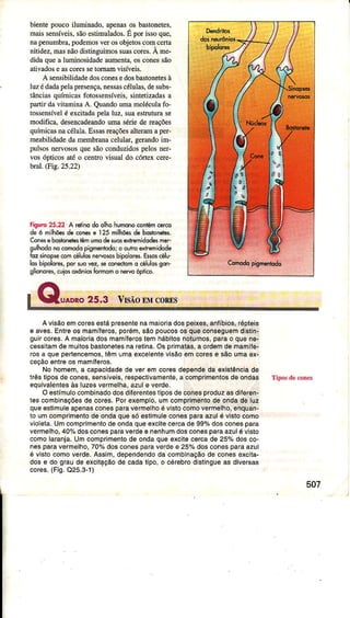 bìentepoucoiluminado. apenasos bastonetes,
maissensíveis.sãoestimulados.É porissoque,
nâpenumbra,podemosverosobjetoscomcerta
nitidez,masnãodistinguinossuascorcs.À Ine-
didaquea luminosidadeaümenta,osconessão
ativadose ascoressetomamvisÍveis.
A sensibiÌidadedosconesedosbastonetesà
luzédâdâpeÌâpresença,nessascélulas,desubs-
Ìânciâsquímicasfotossensíveis,sintetizadasa
pârtiÌ dâvitaminaA. QìÌandoumâmoléculafo-
tossensíveÌé excitadapelaluz,suaestruturase
modifìca,desencadeandoumâ sériede reações
químicasnacélula.EssasreâçõesaÌteÌamaper-
meabilidadeda membranacelular,geÍandoim-
pulsosnervososquesãoconduzidospelosneÌ-
vos ópticosatéo cento visual do cóÍex cerc-
brâl.(Fig.25.22)
Fisr,Ío25.22 A relinodo olhohumonocontémcerco
de ó m;lhôesde conese I25 milhõdde boslt,nere5.
Conôsêbod,côetestêmumodesuosextrmidodesmer
gulhodonocomodopigmênludo;o ouiro*hêmidodê
tozsinoosocomélulosnevososbìoolorêr.Êlroscálu'
loshipolores,por suovez,seconêctoma cálolosgon'
glionorcs,.uio, oxônioslormamo nêrvoóptico.
Avisãoemcoresesìápresenlenamâioriadospeixes,anííbaos,róptêi6
e aves.Enlreos mamíleros,porém,sáopoucosos queconseguemdistin-
guiÍcores.A maioriadosmamíferostemhábitosnoturnos,parao quênê-
cêssìtamdemuitosbastonetesnarelina.Osprimatâs,a ordemdemamíÍê-
rosa queperlencemos,tèmLmaexcelenrevisãoemcorese sãoumaêx.
ceçãoêntÍeos mamífeÍos.
No homem,a capacidadede ver emcoÍesdependeda êxislênciade
ìrêstiposdo conês,sênsív6is,Íespêctivamêntê,a compÍimêntosdêondas
eouivalenlesàs luzesvermelha,azulê veÍde,
O estímulocombinâdodosdiÍerentestiposdeconesproduzasdifêrên-
i€s combinaçõesde cores.Porexemplo,umcomprimentode ondade luz
queeslimuleapenasconesparavermelhoé vistocomovermelho,enquan-
to umcomprimentode ondaquesó eslimuleconesparaazulé vistocomo
violêta.UmcompÍimenìodeondaqueexcitecercade 997odosconespara
veímêlho,40%dosconespaÍaverdee nenhumdosconesparaazulé visto
comolaranja.lJmcompÍim6ntode ondaque êxcilecêrcade 25%dosco-
nesparaveímelho,70%dosconêspa€ vêrdêe 257odosconesparaazul
é vistocomoverde-Assim,dependendoda combinaçãode conesexciia-
dose do graude excitaçãode cadâlipo,o cérebrodistingueas diversas
coÍes.(Fig.Q25.3-1)
507
 