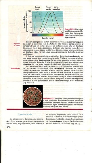 Cones Cones Cone3
'i
tsó
a
ì00
75
50
25
0
Figurc025.3-lC!ryosde
sensibilidodedosirêsdiÍe-
renlesiiposde conedos
<omprimeniosdeondddo
ExistemdoençasqueaÍetamosconesdarelina,provocando"ceguêira
às cores".O casomaisraroé a íalla dos lrês lipos de cones,em oue o
porladorvê tudoempÍetoe branco.Emceílasdoençasfalta(]mdostipos
decone,dêmodoquea pessoanãodistingueumaoumaiscoÍes,Emou-
troscasos,a pessoapossuiosÍês liposdecone,maso Íuncionamentode
uÍndostiposnãoé normâ|,o quêcâusaproblemasnadistìnçãode certas
tonâ1idâdês.
A tâltadê conessensíveisao verrnelho,denominadaprotanopia,íaz
comquea pessoaveiâvermelhocomoverde.A faltadêconêssensíveisao
vêídê,denominadadeutèranopla,Íâz comquea pessoalambémnâodis-
lingâo vermejhodoveíde.A íaltadeconessensíveisâo azul,dênoÍÌìinada
lrÍtanopia,íazcomquea pessoanãodistingao púÍpuíadoverÍììelho,
Os casosmaiscomunsde cegueiraàscorês(pfotanopiae deuterano-
pia),conhecidospopulaÍmentêcomodaltonlsmo,coslumarnser chama-
dosde cegueiÍaparaveÍmelhoe vêrds,pelofatode seuspoítâdoresnão
distinguiÍernessascorêsenlresi. No séculoXlX,anlesde a cegueiraàs
coresseÍ descob€Íiâ,divêrsoscâsosde acidenlesÍerroviáriosíoramca|'l-
sadosporcondutoÍesdêtrênsincapazesdedislinguirossinaisverdesdos
veÍmelhos.Comexcêçãodêssêscasos,a cegueiraàscorescausapoucos
problemasa seuspoítadoíese muitasvezesnemchegaa seÍ deìectada.
(Fig.o25.3-2)
Fisurc025.3-2 Diosramqusdo pôrôdêtecrorcegueirc
o cores(doltonismo)dotipovermeho-verde.Pe*ooscom
'i,õo
rormolrorregue-ditirgun comÍocilidodeumrr-
merodedoisdiglosÍomodopeosponios.Pessoosdoltô-
ni.osnôocon*goemvero número,
Espechovisivel
Oponlocegodarelinn
Os fotoneceptores dâ retinâ estão conecta
dosâ fibíâsnervosâsque!,ejüntamtodâsem um
mesrnoponto do gÌobo oculrÌ, ondeforÌnâÌn o
508
neÍvo óptico. O pontoda rcÌina ondeasfibrâs
neNosrsseÌeúnemé chanadodiscoóptico.
Comonessâregiãonãoexistemfotorreceptores.
eleéumponÍocego:imagensfocalizadasnesse
ÌocaÌdaretinânãosãovisíveis.(Fis.25.23)
 