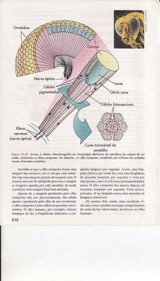 Omotidios
TtoroS
nervosos
(nervoóptico)
Nervoóptico-{
Cêlulos
pigmenÌodos
Lente
Célulocone
élulosfotossensíveis
Corl,etíonsversoldo
omoiidio
Figurs25.25 Acimô,ò dnêiio,biomitrogro{iodo microscópioelehônicode votredurodo cobeçode ,m
insêlo,môírôidô ôsôlhôscompostos.No deserho,umolhocomposto,coníituidopor mlhoresde unidodes
visudischÒmoclÒsomôlidiôs.
Acr€ditasequeo oÌhocorÌpoÍo fonne umâ
inâgerÌ lipo mosâico,isto é.eln quecâdâomaÌí
dio Ìejâ umà pêquenâporção dâ ilnâgenl totaÌ. O
sisÊmânerlosodo nÌrópodo processâe compõe
âsimâgenscâptadÀspor câdâomrlídjo, de modo
âprcduziruma imâgen finaì beìì definidâ.
Apesar de ê imagem produzidapelo olho
compoÍo não ser. provavelmente. tão nítida
quaìrtoa produzidapeloolho de um veÌlebrado,
o olho compostoéìnaishábilem peÌcebermovi
mentos.O oÌho humaDo.por exemplo,delcctâ
laììpejos de Ìuz a freqüêirciasinferioresa cnr
510
qüentaÌampejospor segundo.AssiÌn,unâ ÌâÌn'
padaelétricaqueemìteluz com uÌnâfrcqüênciâ
de sessentÂìampejospor segundoé vista por
umêpessoacomo seestivessepermânentemente
acesa.O oÌho corÌposto dos insetosdetectââté
trezentosÌampejospor segundo.Urìâ moscâ.
portânlo.vê na lâmpadaâcesàunrâsucessãode
lanìpejosÌuminosos.
Os Ìnsetostêm. aÌndâ. üma exceÌerte vi
sãodascorese podemenxergârcomprimenÌos
de onda da Ìuz uÌtravioÌetâ.invisíleis âo olho
 