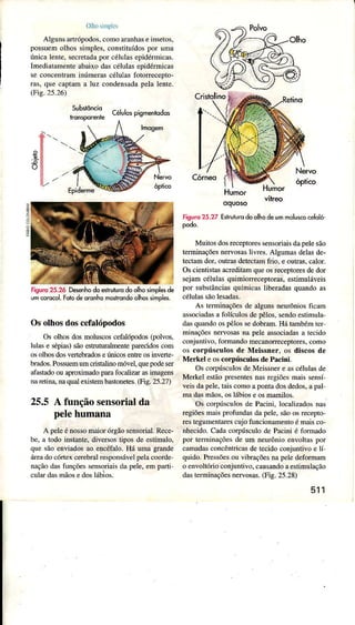 OÌhosnnpÌes
AÌgunsânrópodos,comoamnhâseinsetos,
possuemoÌhossimples,constituídospor umâ
únicaÌente,secretâdapoÌ célulasepidéIlnicas.
Imediatamenteabaixodascélulasepidérmicas
seconcentraminúmerascélu1asfotorrecepto-
râs,quecaptama luz condensadapelalente.
(Fig.25.26)
9
j_
o
Figuro25.2ó De*nho do eslruturodo olhosimpls dê
umcorccol.roto deoronhorcstrondo olhossimples.
Os olhos dos cefalópodos
OsolhosdosÌnoluscoscefalópodos(polvos.
lulase sépias)sãoestlutuÍallnenteparedidoscom
osolhosdosveÍebndoseìinicosentreosinveÌG-
bÌ?dos.PossuenurncÍistâlinomóvel,quepodeseÍ
afastadoouaproünÌadoparafocúzaÍ asìrÌagens
nâretinanaqualexistembastorctes.(Fig.25.27)
25.5 A função sensorialda
pelehumana
A pele é nossomaior óÍgão sensorial. Rece-
be, a todo instante, divenos tipos de estímulo,
que são enviados ao encéfalo. Há uÍna grande
áÌeado córtex cercbnl responsávelpela coorde-
nação das funções sensoriais da pele. em paÌli
cuÌaÌ dâsmãos e dos lábios.
Humor
viheo
riguro25.27EslrúturodoolhodeummoluscoceÍoló
Mútos dosÍeceploressensoriaisdapelesáo
terminaçõesneÍvosaslivÌes. Algumasdelêsde-
Ìectamdor,outrasdetectamfrio. e outras.calor.
OscientistasaüeditâmqueosreceptoresdedoÍ
sejaÍncélulasquimiorreceptoras,estimuláveis
por substânciasquímicasliberadasquandoas
céÌuÌâssãolesâdas.
As terminâçõesde algunsneurôniosficâm
,ssociâdâsâ folículosdepêlos,sendoestiÌnulâ
dâsquândoospêlossedobrâm.lIá tâmbemteÌ
minâçõesnervosâsna pele associâdâsâ tecidô
conjüntivo,formândomecanoÍÌeceptores,como
os corpúsculosde Meissner, os discosde
Merkel eoscoÌplfuculosd€Pacini-
Os cor?úscuìosdeMeissnere âscétulâsde
Merkel estãopresentesnâsregiõesmâissensí
veisdapele,taiscomoaponiadosdedos,â pâl
madâsmãos,oslábioseosmamilos.
Os corpúsculosde Pacìni,Ìocâlizâdosnas
regiõesmaisprofundasdâpele,sãoosrecepto-
restegumentaÌescujo1ìncionamentoémaisco-
úecido. CadacorpúsculodePacini é fonüdo
por teminaçõesde um neurônioenvoltaspor
camadasconcêntricasde tecidoconjüntìvoe lí
quido-Pressõesou vibraçõesnapeÌedefomam
o envollóriroconjuntivo,causândoaestimuÌâção
dâsterminâçõ€snervosas.(Fig. 25.28)
511
Célulospìsmolodos
 