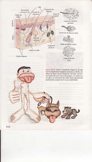 ColPGculodêMeisMer(roró)
- .:ftq
#l:r*k-- r,5: :
ÓÍsõo de puffiner
lcoôf)
{hiô)
Fisuro25.28 Acimo,ò esquerdo,diosromodo pee
humonomosircndoreeproressensodois,òdneiÌo,de.
tohesdeolsunsdesesrecepiôresAo Õdô,co.icÕiú
d pêsoo, umcociofo e
um goto, sêcÕdopÕrtedo corpo fose representodo
ëm rÕmonhoproporcionolò suosensibìidode.
512
 