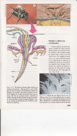 E
t
PaladareolfatoÍos
vertebrados
Certâsespécìesdepeixepos-
suemo senlidodeoÌlâto extrâoF
dinariâmentebemdeseriÍoÌvido.
OssaÌmões.pórêxemplo,depois
de migrâr pâÌâ o mâÍ e Ìá vjver
váriosanos,sãocâpâzesderetor-
nar aono ondenâscerâmrgrâças
à suâcâpâcidadede detectaras
substânciâsquímicascâÌâcteísti-
casdâquelecursodeágua.Ostü
bârõessâocapazesde detectâÍâ
presençade umagotade sângre
djssoÌvìdaem 115{ de águâdo
mâi.(Ës.2s.3)
Figuro25.3 Depoisdêviverolgunsonosnô môr,ôs
solmõe5voLilmdo rio ondênoscêrÕmpÕro* repro-
duzir.Elêsenconhomocominhodevoltopormeiodo
olÍoio, deiecl,ondoo combinoçõode substônciosquÍ
micospecuìoroo rioondeviveromnoiníciodo vido.
489
P
Figuro25.2 {A)M6.os pô$uempêloidobdo, de
receptoresdepolodor-pêlosguídlivos-quêcônrêm
divêfroslipo,dêcélulosquimiorraeploroscopozesdê
dislìnguir,poroxênplo,enlredoceesolsodo.Node-
senho,detolhede umpêlosensoriqldo bocodeumo
mosco.(B)Folode moriposohocho,mosirondoos
ontenoscobedosdepd6 dÕlodordequimiorrecèpto
rês.Porm6iodd$ o mdchoconsesuedeìedorôoro-
modeotroçôosexuolliSerodoporumoÍêmo o qui-
lômêrrosdêdisrôncio.
 