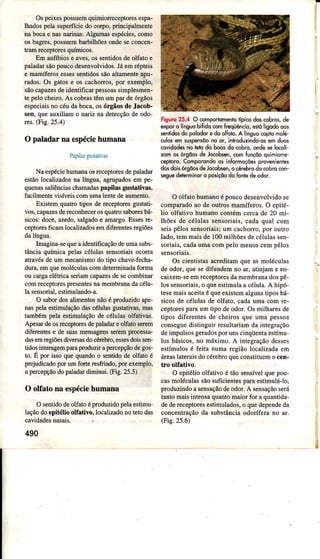 Ospeixespossuemquimionec€ptorcsespa-
lhadospela$rpeficie do coÍpo,principalmente
nabocae nasnaÍinas.AlgunìasesÉci$, colno
osbagres,possuembârbilhõesondeseconcelr-
tramÍecePtorcsqüímicos.
Em anfìíbiose av€s,ossentrdosdeolfâto e
paladarsãopoucodesenvolvidG.JáemÍépteis
e mâmÍferosessessentìdG sãoôltÍunenteêpu-
râdos.Os gatose os cachorros,por exemilo,
sãocapazesdeidertifìcaÌ pessoassimplesmen-
te pelocheiÍo.As cobÍastêmumpaÌ deóÍgãos
especìaisno céudabocâ,osóÌgãos d€ Jacob-
sen,que auxiliâm o nariz nâ detecçãode odo"
res.(Fig.25.4)
O paladar na espéciehumana
PâpiÌâsgustativas
NaespéciehünlanaosreceptoÍesdepaladaÍ
estãolocúzados na língua, agrupadosem pe-
quenâssaliênciaschamâdâspapilasgust!Íivâs,
facilnenÍe vìsíveiscomumal€ntedeaumento.
ExistemquatÍo tiposde ÍeceptoÍesgustâti-
vos,capâzesdereconheceÍosqìratÍosaboÍesbá-
sicos:doce,azedo,salgadoe !Ìmargo.Essesrc-
ceptoresficamlocaÌizadosemdiferentesÍegiões
dalíngua.
Lnagina-sequeaidentificaçãodeumasubs-
tância químicêpelascélulas sensoriaisocorÍa
atravésde um me€alrismodo tipo chave-fecha-
duÌa,emqueÍÌolé.ulas comdeteminadafoma
oucargaelétdcaseriamcapazesdesecornbinar
comÍeceptorcspresentesnamembÌanada€élu-
la sensorial,estimúândo-a.
O sabordosalunentosnáoé produzidoape-
naspelaestimulaçãodascélúa! gustativa8,mâs
tambémpela estimulaçãode céluÌasolfativas.
ApesaÌdeosÍeceptoresdepaladareolfatos€Íem
djíerentese de suasmensagensseÍempÍocessa-
dasemrcgiõesdiversa8docéÍebÍo,essesdoìss€n-
tidosinteÌagempampoduziÌ apercepçãodegos-
to. É por issoquequandoo sentidode olfato é
pÌejudicadopoÍ umfoÍte Íesfriado,poÍ exemplo,
apercepçãodopaladaÌdiminú. (Fig.25.5)
O olfato na espéclehumana
O sentidodeolfatoéproduzidopelaestimu-
laçãodoepitélio olfativo, localìzadonotetodas
cavidadesnasâis,
490
FisuE25.4 O comporlomentoÍpicodoscobros,de
exporo linguoblÍidocomÍrcqüêncìo,ssúlisodooos
santidosdopolodorodoolÍolÌ).A lÍnguocoplomolá-
culosêmsuspênrãonoor, intodlzìndo-o,emdlos
covidodesnocto do bocodo cobro,ondesolocoli
zqm03órgõo!dêJocobsên,comtunçõoquimìore-
c6pl,oro.Compd.ondoos infomoçôesprcvenientes
d6 dokórsão deJoobs€n,oérebrodoobrc con-
*Suedebrminorq posiçõodoÍontsdeodor.
O olfatohumanoépoucodesenvolvidose
compamdoao de outÌos mâmífems. O epité-
lio olfatìvohumanocontémceÍcâde 20 Ìni-
lhões de célulassensoriais,câdaqual com
seispêlossensoriais;um cachorro,por outro
lado,temmaisde 100mìlhõesdecélulâssen,
soÌiais,cadaumacompeÌomenoscempêlos
Os cientistasôcÍeditamqueasmolécuÌâs
deodoÍ,quesedifundemno ar,atinjâme en-
câixem-seemrcceptoresdaÍnembrânadospê-
lossensoriars,o queestimulaâcélula.A hipó-
tesemaisaceitaé queexistemalgunstiposbá-
sicosde céluìasde olfato,cadaumâcoÍnre-
ceptoÍesparaumtipodeodor.Osmilharesde
tipos difeÍentesde cheiÍosque uma pessoa
conseguedistinguiÍresultarìamdaintegração
deimpulsosgeÍadospoÍunscìnqüentaestímu-
los básicos,no máximo.A ìniegÍaçãodesses
estímulosé feita numaregiãolocâlizâdaem
áÌeaslâteralsdocórcbroqueconstituemo €etr.
tÌo olfativo.
O epitélio olJativoé táo sensívelque pou'
câsmolé€ulassãosuficientesparaestimulálo,
pÍoduzindoasensaçãodeodor.A sensaçãoseíá
tantomaisintensâquantomaiorfor aquantida-
dedereceptoresesdmulados.o quedependeda
concentÍaçãoda substânciaodoÍífemno ar.
(Fie.25.6)
I
I
I
j
d
 