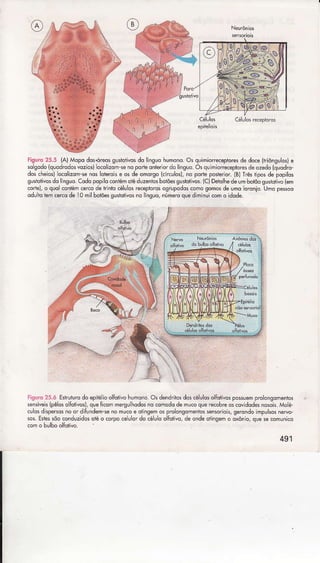 rii'ir. ìi.: (A)Mopodosórêosglsioiivôsdo linguohuhono.Os quimiorecepiorêsdedoce{triônsllot ê
sosodo(qlodrodosvoziot ocdlizomiênoporiednreror dÒliiglo. Osq! ihioreceptorêsdêazedo{quqdro-
doscheio, ocqlizomrenos oterqìse os de omorso(círculosì,no podeposrërior.(BìÍrêsI posdê pqpilqs
gustoiivosdo ínsuo.CqdopopilqcoiiémoiéduzenbsboiõesgutollvoslC)Detohede! mbôlõôsustotivÕ(em
.ode),o quq conrémcercodehlnlocél!1qsreceplorososrlpodoscomosomosdelmo oronio Umope$oq
od ô- .e'(qde 0 r,lbo-ôesgJrot"osro rsJo .Lôe-oq-eo ì 1J coho,dode.
.:l
I
-_
.a,--._-
.
,: Eíruiurodoepìiéioôlfo vohuhÒnôos dendribsdoscélulosolíorlvospôssuemprolonsomenics
sensiveis{pêosoturvosì,qle Íkommerguhodosnocomododeúucoquêrecôbreas<ovidod*nÒsoi3Moê
c! osdlsptrsosfo ar difundenienomucoe arinsemosprolonsomentossen5oriois,serondolmpulsosneno
sos.EsiessõÒconduzidosoiéo corpoceuor do céuo olÍqrlva,de ondeaiinsemÒoxônio,quesecomun,co
como hulhoôlforlvo
491
 
