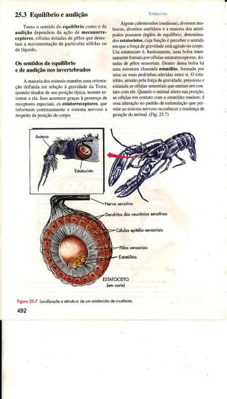 25.3 Equilíbrio e audição
Tantoo sentìdodo equilíbrio comoo da
âudição dependemda açãode m€canorÌe-
ceptores,céÌuÌasdoÌadasdepêÌosquedetec
tamâ movimentaçãodepartículassóÌidasou
delíquido.
Ossentidosdeequilíbrio
ede audiçãonosinvertebrados
A maioriadosanimâismantémumaonenta-
ção definida em relaçãoà grêvidadedâ TerÌa;
quândotirâdosdesuâposiçãotípica,tentâmre-
tomâra ela.lssoacontecegrâgasà presençâde
receptoresesp€ciais,osestatoÌrec€ptores.qüe
infoÌmâmconÌinüamenteo sistemaneÌvosoâ
respeitodaposiçãodocoço.
Esllìr.rÌstos
Algunscelenteúdos(nedusa9,diveÌsosmo-
luscos,diversosaneÌídeose a maroÍiadosaÌtró-
podospossüemórgãosdeequilíbrio,denominâ-
dosestato€istos,cujafÌÌnçãoépercebero seniido
emqueafoÌçadegrâvidadeestáagindonocorpo.
Um estatocistoé, basicamente,umabolsainter-
nameÍtefonadaporcélulasestatorÌeceptoras.do-
tadasdepêÌossensoriais.Dentrodessabolsahá
uma estrutumchamadaestâíólito, fomâdâ por
umaoumâispedrinhâs.aderidasentresi. O estâ'
Ìólito,atÍaídopelaforçadagrâúdade,pressionae
estimulâascéÌülassensoriaisqueentamemcon
tatocomeÌe.Quandoo animalalterasuaposição,
âscélúasemcontatocomo estâtólitomudam;é
essaalteÍaçãonopa&ãodeestimuÌâçãoquepeÌ
miteâosistemânervosorcconìeceramudançade
posiçãodoanimaÌ.(Fis.25.7)
dosneurônio'sên'ilivos
CêluldsêpiÉliô*ên,orioi'
E$olóliiot
ESTATOCISTO
Figuro
492
25.7 Lo<olizoçõoe êsÌrutrrooeumêsolocriode(stóce
 