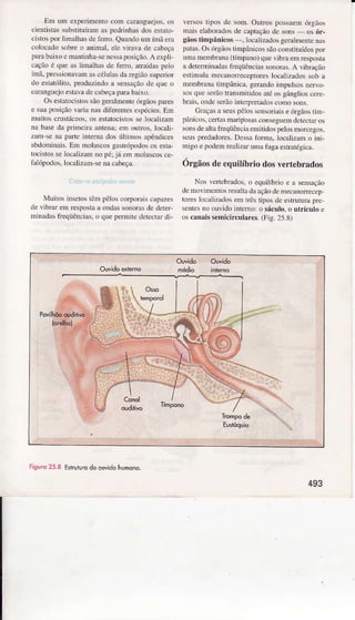 fn ur. eoe rrenrô.,,. .arJngreu.. . .
('en.r',:r!rhnIr ÍJn J |cJrinh.b .lo e. L.
. i ro. |o, ì,n .llìJ. a( e U au1n,o u n rm.r,Ì:,
colocadosobreo anìmâI.cle viraÌa de câbcçl
'J1b:Ì"c n rnrilìd.. ns,,tiôr.;o Acfli
. Jau i .t.rp . li1'Jh:r.JeÍe-fo.JríiJdfel,,
r i. or,siJnr!dn r. r.l.r J. or -egru.Jp. rinl
do ( r,,r.:liô. pÍodu/inJ.,J .en:.: o üc !.re ..
caraneuejoeÍâva cìecâbeçaparabâìÌo.
Os esÌatocìslo$sãogernlÌnentciÌgãos parcs
( uJ ioicio a ià rr. drteÍ.nrr.,-|e"ie,. Ln
mtrìtoscrustáccos,os estatocisLosse localizam
nâ haseda primcna antenaiem oulros. locali
raìÌ se na pâÍe iìÍeüìa dos ÍlLinms apêndìces
âlrdoDìinâis.Em ìÌoluscos gâíúpodos os esia-
locistosselocalizamno pétjí em moluscosce
falópodos,ìocalìzâÌn-senr crbeça
Muitos ìnsetostôm pêloscorpor.ììscrtües
de vìbrìr em resposLârìondassonorâsdc deter-
mìnâda!freqüênciâs,o que permìledelectardi-
lersos hpos de !om. outros possuemóÍgâos
mais eÌaborâ.losde crptaçãodc son! - os ór-
gãostimpânicos -. b.alizados geralnÌenrenas
patas.OsórgÌo!,tinpânicossãocoÌ stituídospor
umamenbrânâ(timpâno)quevibmenìresposLa
a deteminrdrs ffeqüèÌcìassoDoìas.A ÌibÍâção
estÌrìulâ ìÌecanofleccptoÍesÌocalizadossob a
meÌnbÌânatimpânicâ,gerandoinpulsos nervo
sosquc serãoÍansúiLìdos âréos gânslioscc.e
brais.ondeserãointcrpÌeradosconìosons.
Gmçâsa seuspôlossensoriaise órgãostìnì-
pânicos.ceÍas mâdfosascon!eguemdcLcctrLfos
soD!dealÌafìeqüên.iaemìtido! peÌosnorcegos,
scuspredadoÌes.DessaforìÌa. Ìocalizâmo jni-
nigo e podemreâÌì/afulÌà fugaes!ârógica.
Órgãosdeequilíbriodosvertebrados
Nos vcÌtebmdos,o equilíb oeasensâçÀo
denÌo!rmcDtosrcsuÌlâdaaçãodc nrecanoffecep
toÌes locxlizâdosem Lrêstipos de eÍrurura p.c
senlesììo ouvidointemo: o sácülo.o utrículo e
os cânâissemicirculares.(Fjg.25 8)
Figuro25.8 Estruturodo ouvidohumono.
493
 