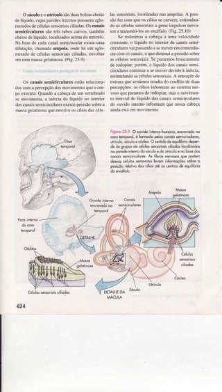 Osáculoeo utÍculo sãoduâsboÌsascheias
delíquido.cujasparedesjntemâspossuemaglo-
meradosdecélulassensoriâiscilìâdâs.Oscanâis
semicirculâres sãotÌês tuboscurvos,tâmbém
cheiosdelíquido,localizadosacimadoutrículo.
Nâ basede cadacanalsemiciÌcuÌaÌexisteuma
dilâlação,chamadâampoìâ,ondeháum âgto-
merâdode céÌuÌâssensoriaisciliadas,envoÌtâs
eÍnumâÍnâssâgeÌâtinosa.(Fig.25.9)
CuìrNsrnirirürÌflese|êr.efçÌ.d0morirrüno
Oscanaissemicirculâresestãorelâciona-
doscomapercepçãodosmovimentosqueo cor-
po executa.Quandoa cabeçadeum venebmdo
semovimentâ,a inérciado líquidono interior
doscânaissemìcirculâÌesexercepressãosobrea
massagelatinosâqüeenvoÌveoscíios dascélu-
lâssensoriais,IocâÌizadasnasampolas.A p|es
sãof^zcomqueoscfliossecurvem,estimulân
doascélulassensoriâisa gerarimpulsosneÌao
sosetrênsmiti-losâoencéfalo.(Fig.25.10)
Se rodarmosa cabeçaa ümâ velocidâde
constante,o Ìíquido no interior decânaissemi-
circularesvâipassândoasemoveÍemconsonân-
ciacomoscanâis,o quediminuiapÍessãosobre
ascélulassensoriais.SepaÌaÌmosbruscâmenle
derodopiar,porém.o líquido doscanaissemi'
ciÌcularcscontinuââ semoverdevidoà inérciâ,
estimulandoascéluÌasSensoriais.A seüsaçãode
tontuÌaquesentimosresultadoconflitodeduas
peÌcepções:os olhosinformamao sìstemaner
vosoquepâramosderodopiar,Ìnaso Ìnovinen-
to jnerdaÌ do líquido doscânaissemicirculares
do ouvido intemo ìnÍblmam que nossacabeçâ
aindaestáemmovimento.
riguro25.9 O ouvidoinlernohumono,êncrowdono
osrctemporol,é Íormodopeosconoksemicnculores,
uirí<ulo,sócooe ódeo. Osentidodeequilíbriodepen-
dedogruposdecêlulossensoriokciliodoslocoliados
noporedeiniernodosóculoedo utrícuoe nobosedos
conoissemicirculores.r's ffbrcsnervosasquêpodem
desss cêlvlossenorioisl*om infomoçõ€ssobrêo
posiçõorelotih do5cíliosoréôscênhôsdê equilibrio
Célulôssnsôrioiscilìodds
494
 