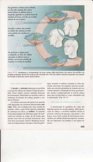 Ao girormosÕcobeçopqrco direiio,
os cíliosdosompolõsdosconois
sêÍÌìicirculoressedobromporoo
esquerdo,serondoum pqdrõolípicodê
impulsosnewosos,enviodooo encélolo
olrovésdo nervoóplico.
Ouondoo cobeçoenó porodo,
oscéulosdosompolosenviom
outropodrõode impulsosoo
Ao girormoso cobeçoporo
o esquerdo,oscíliosdoscêlulos
sensorioissedobromporoo
direiloe !m rercenopodrõode
impukosé enviodooo encéfoÌo.
Percebemoso movimenroçõode nossocobeçopeloesiimuoçôod* .eiirôs de eqlilíbriodô
encéÍoloproduzidootrovésda mudonçode lnciidçõodoscíllosdoscélulossensorioisprêseiiêsnosompoos
locolizodosnohosedosconoissemicnculoÍes.
O sáculoc o utrículo infbrmanìaoencéfâlo
r posiçnodâ crb.ç.ì em Ìelaçãoà forçada gravi
drde. Essesórgàos.poraìn. ÌâiÌbém detectarì
ìÌo!iìÌentrção, inft)nÌâncìoaoencéfàlosobreas
Ìnudançasnr posiçãodà cabeça,quindo o ani
As célul{s sensoririsdo sácLrÌoe do utfícuÌo
cstãoagrupâdâseìÌ csLÍutur$dÈnonÌinadismá-
cul.ls. FlstêssãorccobertâsI'of un.ì c.ìÌìadr de
gelatina,sobfea qual fic,ìnì {dÊrid{s pcdÍinhas
de carbonaÌode cálcio. os otólitos. As nìÍculas
fi.anr posicionadasem dìferenlcsgf.ìusdelnclÌ-
nâçãoenr felaç,ú ao colpo. clc tâl ioÌnìâ qìte.
qulndo umr está cm posiçãohoÌizontaÌ. umâ
outn fi.a eìì posiçãocrlic.ì1.NIudançasna po
ição dâcâbeçafâzcnrc(jrnqueâ 1oÌçâda grâ'ì
dade.alfxindoos ot(ili!os.estirnÌrleos cilios das
célÌrlassensoriris.Os impulsosnerlosospfodrÌ
zidosnasnriÌculaslre|mitemao sisterÌìanenoso
centrnlcalcularao entaçãoda 1oÍçagralitâcio-
nâÌ.ÀssÌm,o aninìalpcÌccbcsc cstÍ dc câbcçâ
plìÌâcirÌìr oÌr pambaixo e à quc lcÌocidâdeeslá
sedesÌocando.(Fig.15.11)
A D üutençaodo cquilíbrio do corto Dão
dependeatcnâsdo ou!ido interno.Aiéìì dapo
siçãoda crbcçâ.o encéfalotanrbénrcâlcuh rs
posiçôcÌclârilas do pcs.oço.d{s Fmas c dos
braços.Issoélèito a pârtirde ìnformaçõcsúaDs
nriticìâspoÍ céÌulasplopÍioncccptor$. Ìocaliza-
.ìasúos nìúscuÌos.nos tendõcsc cm órgãosilì-
495
 