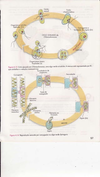 zìgoro{2iì
orsonlsmosiovêns
hapóides(nì
Fisuíd4.I 3 Cìclosxlodô êmChiomydomonos'umooLsoverdeunÌ<eluÌorA meioseeslórePreseniodoporR!'
oueímbôlizoo red!çòocromosómlco
' ÌraníeÍóncio dê
Tr
Figúrd4.14 ReproduçõôsexuodoporconiusoçõonoolsoveÀeSpirosvro
57
Zigôto
 