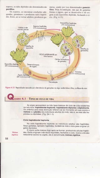 esporos,os taÌosdiplóidessãodenominêdoses-
porófitos.
Os espoÌos, âo encontraÌ condìções âde
quadâs!gefmrnâm e produzem ralos hâplói
des.EÍes. ao serornar adullos, pÌoduzeÌnga
metas,sendopor Ìssodenominadosgametó-
fitos. PeÌâfecundação.um par de ganetas
iorma o zrgotojque sêdesenvoÌvee dá ori-
gema um esporófitodiplóide.fechandoo ci-
óÌo.(Fig.4.15)
;.:,'...::
CICLOAIÌERNANÌEêM
126
Fisuro4.Ì 5 Reproduçôosquodoporalrernôn.iodeseroçõesnoolsovede |olosÒU/vaq olÍoce-dom",
As a gasapÍesentamos lrêst posbásicosde cjctode vidaexisteniês
nanâlure2a:haplobiontehaptonte,haptobiontediptontee dìptobionle.
os cÍilériosparaessadlstinçãoreíeÍemse ao momentoem oueocoÍÍea
meiosee à ploidiadosindivíduosaduttosdoc cto,isloé, see essãoha
plóidesoudipióides.(Fig.04.1 l)
Ciclo haplobiontêhaplontê
, No ciclo haplobionìehâplonteos indvÍduos aduttossão haptóides.
Seusgamelas,lambémhaptóides,fundem-sedois a dois paraoÍtoinaÍzi-
golosoipoioês.
O zigoto soÍre rneioselogo após se tormar, produzndo cé utas haDtóì
des.EsÌaso ig raÍr r,ìdrvd. os h.p oides,tecl.andoo c cto.CoÍroa oivsào
Íeduciónalocoíeno zigoto,elâ é dênominâdâmeiosezigótica,
58
Trposln ctclo nnlm,l
 