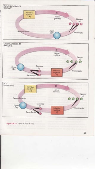 CICLOHAPIOBIONTE
DIPIONTE
CICIOHAPTOBIONTE
HAPTONÌE
po
ctcto
DIPIOBIONTE
Esporos
Ziqoh,
11.l
Figú.o04.ì.1 Ìiposdê.iclodevÌdo.
59
 