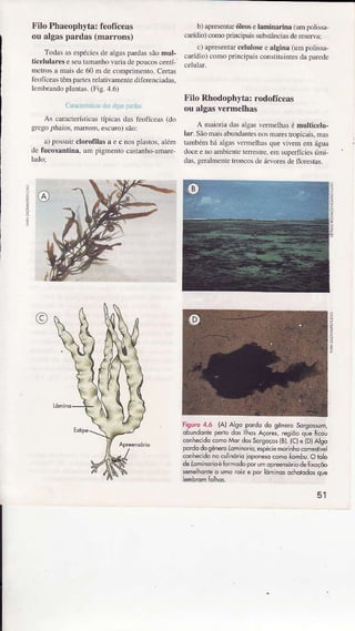 Filo Phaeophytâ:feolïceas
ou algaspardas(marrons)
Todasâsespéciesdealgaspardassãomul-
ticelulâreseselìtâmanhovaÌìadepoLrcoscentí
metrosa mâisde60Ìn decomprimento.Ceúas
feofíceastênìpârtesrclativamenrediferenciâdas.
lcnbrandopÌântâs.(Fis.4.6)
CarâclÈrííic,ìsüi xl!!spirdx!
As característjcâsrípicasdâsfeofíceâs(do
gregopúaios,Inânom.escuro)são:
â)possuÌclorofilasâ e c nospÌâstos,rlén
defucoxantina,umpigmentocâÍânhoâmare
lâdoj
b) apresentâÍól€oselâminârina (xmpoÌissa
carídro)comopdncipaissubstânciasdereseÌ./a;
c) apesentarc€luÌoseealginâ(umpoÌissâ
caídio) coÌnoprincipaisconsiituintesdapârede
Filo Rhodophyta:rodoficeas
ou algasYermelhas
A maiorìadâsxìgasveÌmelhasé mülticelu-
làr. Sãomaisabundântesnosmarcsrropicâis,m.r,s
tambémháaÌgâsvenneÌhâsquevivem emágua
doceenoambienletenesde,emsupeÍffciesúmi,
das.geÌâlment€troncosdeá|voÌesdefloÌrstas.
riguro 4.ó (Al also pordodo gènêrôsorgosuh,
obundontêpêrrodos hosAçoes,regiòôqueÍicou
@nhecido@moMdd6sorsÕços(B).(C)e{D)atso
pordodosênerolomnôr,o,espéci€monnhocomeslive
conhecidanoculinórioÌopônesocômokombu.O|olo
deldmhdrtdéÍormodoporumop€ênsóiôdêfixaçõo
semelhdnieo umorciz e por lôminosochobdosque
êmhrdmfôthds
cl
 