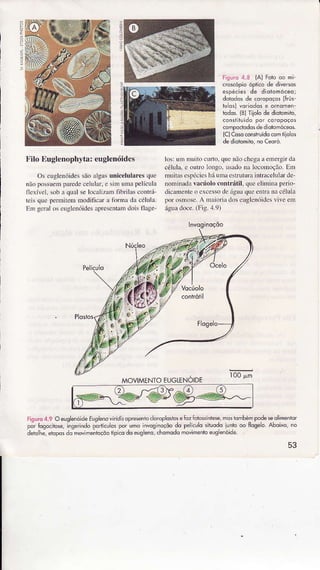 2t
riguro 4.8 lAl Forooo mi
cÍoscópioópticode diveMs
espéciesde diolomóceo;
dotdcs de coropoços1Írúr
tuÒt vô.iodosê orrdmen-
ìqdos.(B)Tiiôlodediotomito,
con+tuidô por coropoços
compqdodosdediqlomóceos
(CìCosocorstruidocomriÌoÕs
dedioirmiio,noCeoró.
Filo Euglenophyta:euglenóides
Os eìgÌenóidessãoâlgrs micelulares que
nãopossuernpâredecelular.e sim unlâpeÌícula
flcxíveì.sobâ qìal se locâliz{ìn iibÍilas contrá
Lcìsquc perniÌÈm modifìcar â ioÌmà dâ célula.
Em genl os eüglenóidesapresentaìÌdois tlage'
losl ünr nÌuìtocÌuto. quenãochÈgaa emergjrda
célula.e outÍo Ìongo, usrìcìonâ ÌocolÌÌoção.Em
muitasespéciesháuÌÌìaestuliu a inlrâceluÌaÌde
nominadavâcúolocontrátil, quceliminaperio-
dicameÌteo excessodeágtrâquccúrâ nacéÌuÌa
por osmose.A mlioria doseügìcnóidesvive em
águadoce.(Fig.,l.9)
MOVIMENÌOEUGTENOIDE
Fiourô4.9 O euolenoideEuolenovidis opresentocloroplosioseÍozÍob$ínlese,mostombéúpôdeseolimenior
po-rÍogooiose
".s*i.d"
pãa., o' po' u.o iruognáçõodo peÍculosltwdo lonrooo Ílogeo Aboixo,no
deiohe,eioposdo."'lmeÀioçôotipicodo eugleno,chomodomovimênloeuseróide
53
 