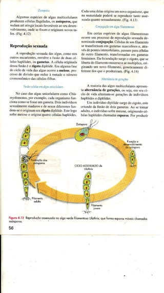 Z,ì.rryrir
AÌ$mas espéciesde algasmulticelulares
produzemcélulasfÌageÌâdâs,os zoósporos,que
nadamâ1éâtingirÌocâisfrvoráveisaoscudesen-
voÌvimento.ondesefixâm e originâmnovosta,
los.(Fig.4.12)
Reproduçãosexuada
A .eproduçãosêxuadadasâÌgâs.comonos
ouÌroseucanontes,envoÌveâ 1trsãodeduascé
ÌuÌâshaplóides,osgâmetâs.A célulaoriginâdâ
dessâfusãoé o zigotodiplóide.EÌnalgumafìsc
dociclodevidndasaÌgasoconeameiose,pro
cessodedivisãoquereduzà metadeo número
c.omossômicodascéÌxÌas-fiÌhns.
FLr:ircilú]11'emrlgisrrìicilr[Ìe
No câsodasalgasunicelulêrescoÍnoC/r/a
rrydomorâs.por exemplo,cadaorganisÌnofun
cionacoÌnosefosseumgrnera.Doìsindivíduos
sexuaLmentemadurose desexosdìÍèrentesfun
dem-seeoriginamumzigotodiplóide.Estelogo
sotremeiosee originaquâtrocélutashâpkiides.
CâdaumadeÌasodginaun1novoorgânismo,qu€
nà Ìnaturidade podeú se reproduzir tanto asse-
xuida quantosexuâdâmenle.(Fig.4.13)
. Corìjrgtì-.ircrÌiÌgaifimìerìrosì
Em certas espéciesde algas filaìììenlosas
ocore uln processode reproduçãosexuadade-
noÌÌìinadoconjugação.CéÌulasde üm frlamenro
setransformâÌnerÍ gamelasmascüÌinose. atra-
vésdepontesinlercelulares,passâmpa|acéluÌâs
de outÌo filamento, tÌansíorÌnadâs em gamerâs
femininos.Dâ fecundaçÀosuÌgeozigoto. qxe se
libertadofiÌrmeÍto maremoe semlitripticâ.ori
girando um novo filamento.genelicameniedi
teÌentedosqueo produzimm.(Fig. 4.14)
Al1ÈrnâocixdegcrrçÌ1e5
A mâioia dasa1gâsmulricelularesâpresen-
la alternânciâ dc g€raçõ€s.ou seja.em seüci
cÌo de vida alternanì-segeraçõesde indivíduos
haplóidese diplóides.
Unì indivíduodiplóidesufgedo zigoto.esÌe
ofiurdo da fusãodc dois gametâs.Ao setornar
âdulto.o indivíduo sofremeiose,orignrandocé-
lulashaplóideschâmÂdasesporos.Por produzir
CICIOASSEXUADOdê
Fig!.o4.I 2 ReprÕduçõoossexlodoio olsoverdêÍiohenrosqUioiÁr, quê6Ímo espôro5móveischomodos
zoósporos.
56
 