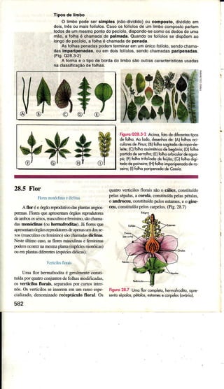 Tiposde limbo
O limbopodeser simples (não-dividido)ou composto,divididoem
dois,lrâs ou maisÍolíolos.Casooslolíolosde umlimbocomoostoDartam
lodosdeummesmoponlodopecÍolo,dispondo-sêcomoosdedosdeuma
mão,a Íolhaé chamadade pâlmâda.Ouandoos íolíolosse dispõemao
longodo pecíolo,a lolhaé chamadâde penadã,
AsÍolhaspenadaspodemterminaremumúnicofolíolo,sendochama"
das impaÌÍpenadas,ou em doisÍolíolos,sendochamadasparlpênadaa.
(Fig.028.3-2)
A íormae o lipo de bordado limbosãooutrascaracterísìicasusadas
naclassificaçãodeÍolhas.
t
-
riguroO28.3-2Acimo,ÍoiôdêdiÍeÉniêsripo5
deÍolho.ao lodo,desenhosdê {al Íolhorocì
culors de Pt'u,; (Blblhq sosibdo dêcopo-dÈ
leile;lc)blhq o$iméhicqdèbegônio;lD)Íolho
podidode*rolhqr lE)Íolhoorbicutordeoguo-
pé;lFlblho hiftjiododêÍ€iiõo;lG) tolhodisi
l,ododêpoiieiro; (H)Íolhoimporipenododero-
eirc; (llÍolhopqripenododeCosio.
Yfu# w
&"<Dltg
ãr
28.5 Flor
FkÌesrnonóolinasedícÌinls
A for éoóÍgãorcpÌndutivodâsp]ânhsangì(ó-
peÌÌÌras.FloÍesqueâpresentrInórgãoaÊplodutorcs
deambososséxos,mâ".'ìlinoeferrunino,sãocharrÌa-
dasmonóclÍÌâs(ouhmÍâfroditâs). Jáflorcsque
âpresentarÌÌúgãosrepÌndutoÍesdeapeniìsumdosse
xos(ma.scuÌinooüfeminìno)sãochâmadasdíclinâd.
Ne$eúrimo caso,âsflcÍesmâsclilinâse femininas
podernocorÌ€ÍnamesmapÌântâ(espé.iesmoÍóicâs)
ouempÌanÌâsdjÍèÌentes(espécìesdióìcâs).
V.ÌLìcìloloÌâis
Umaflor hermafroditaé geÌâÌmenteconstj
tuídâporquatroconjuntosdefoÌhâsmodificâdâs,
osveÍicilG ÍloÌais. separadospor cuÌtosìnter'
nós.OsverticilosseinserememuÍnÌâÌnoespe'
ciâÌizado,denominâdoreÉeptáculoflorâI. Os
542
quatroveÍticilosflorais sãoo cáìice,constituído
pelassépalas,acorola,constituídapelaspétalas,
o antlÌoceu,constìtuídopeÌosestaInes,eo gine-
ceu,constituídopeloscaÍpeÌos.(Fig.28.?)
Íiguro28.7 Umdflôrcomplero,hermoÊodiro,opre
*nio *polos,ÉlolG, eslomse@rydoslovóriô].
 