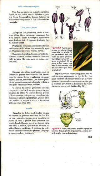 !ÌoÍcscompleúseincompÌet$
Umaflor queapresenteosquatÌoveÍicilos
florais, ou seja,cálice,coroÌa,andÌoceüe gine-
ceu,é umaflor completa.QuandofaÌtaüm ou
mâisdessescomponentesa llor é chamâdâitr-
compl€ta.
CíÌjce.coroldeÌ)eri{nt.
As sépalassãogerâlmenteverdese lem-
bramfolhas.SãoaspartesmaisexternâsdafloÌ
e suafunçãoé cobnÍ e protegero botãofloÍal
antesdeele seabrir.O conjuntodesépalasfor-
mao cáliceflorâI.
PétâlâssãoestrutuÌasgeralmentecoloÍidas
edelicadase selocalizamintemamenteàssépa-
las.O conjuÌìtodepétalasformaacoÌola.
Oconjuntrformâdopelosdoisverticilosflo-
râismâisextemos,o cdice eacoÍola,édenomi-
nddoperianloído gÍegopei. emlomo.e án-
úos,flor).
Ëstures
Estamesìáo folhâsmodificada.,ondese
folmamor gametasmâçculinosdaflor.O con
Juotode etamerformao atrdroc€uído grego
dnúor, homem,ma"culino).Um eslamegeral-
menreapresenraumapanealongâdd.o lìletÊ.e
umapaÍe terminaldilatada,aanterâ.
O inreriorda anFrae geíalmenLedjidido
emquaúocaridade'.denÌÍodâquâì'seiormam
o, grãosdepólen.No inFrìordecaddgrãod<
polenÍoÍmam-edoir gamela5mâculinos.de-
nominadosnúcleosespeÌmático.Quândodflo_
e'rá mddura,asanleraiseabrcme ìibendmos
srãosdepólen.(Fig.28.8)
CaÌleÌos
CaÌpelossãofolhasmodificadâs,emque
sefoÍmamosgametasfemininosda fior. Um
ou maiscarpeÌosformâmumâ estÍutuÍaem
formade vaso,o pistilo. Esteapresentaumâ
regìãobâsâldilatada,o ováÌio, do quaÌpârte
um tubo,o estilete,queterminaem umaÌe-
giãodilatêda,o estlgma.O conjuntodepisti-
los deumaflor constituio gineceu(dogrego
g/recos, mulher.feminino).
FiguK 28.8 Acimo,eslru-
luro de um eíomê vhlo dè
Írentè{A)e porrró' lB).Ìi-
posde obêduroporolibe-
roçõo do pólênídeiscên-
cio):{clpor volvo,;{D)po,
bndo lonsitudiiol;(Elpor
porcs. A folìomôslro6slü'
mesdê lírlo-omorelo,quê
lâm d€iscênciopor fendo
longiludinol.
Opistilopodeserconstituídoporum,doisou
maiscarpeÌos,dependendodo dpo de flor. Em
geml,o númerodecâÍnârasintemasqueo ovário
aprcsentaconespondeaonúmerodecaÌpelosque
sefundirampârafoÍnálo. No interiordoovário
fomam-seumoumaisóvulos.Gig. 28.9)
tisurc 28.9 Acimo,eshuturodooporelhoreprodutor
Iemininodeduosplonhsonsiospemos.Aboirc,cor
iededáio, moslrondoosówlos.
a1b- r*do
d&r"ry
h$,w3Q
3
583
 