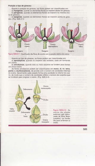 Posiçãoe tipode gineceu
Ouanloà posiçãodog neceu,âsílorespodeínsefcLassilicadasem:
a) hipógenas,quandoosêlementosfloraisseinserêmabaixodogineceui
b)pêrígenas,quandooselemeniosÍloraisseinseremnamesmaa tu-
c) epígenas,quandoos elemenlosf oras se inseremâcrínadog nê-
ceu.(Fig.Q28.4-1)
Hiposeno Perisenô Epígend
FìguíoQ28.4-lCossiÌicoçaodosÌloresdeocôrdocôúo posiçõoreÌoiivodoovório.
QuanÌoaoiÌpodegineceu,asÍ orespodemserc assÍicâdasem:
a) âpocárpicas,quandooscaÍpelossãoisolados,cadauínÍoímando
b)sincárpicâs,quândodoisou maiscaÍpeossêíundemparalormâr
AsfloressincárplcaspodemserclassÍìcadasemmono,di,lÍi, letra,
pentao! mutticarpêlarês,dêacoÍdocomo númerodêcavidadesinlernas
doovário.GeralmenlecadacaÍpeloÍormaunìacavidadenointeíiordoová-
rio,denìodoqueo númerodecavidadesreÍleleo númerodecarpelosque
sefurdirampaÍaoriginaÍo ovário.(Fg.Q28.4'2)
Ovório
R'*
ô,ulos
FiguroO28.4-2Os
ovóriosdos p antos
evoloírompeo dobro
menrode ÍolhosÍbdeis
korPêot, nosbordos
dosquoisseÍormomosOvório
585
 