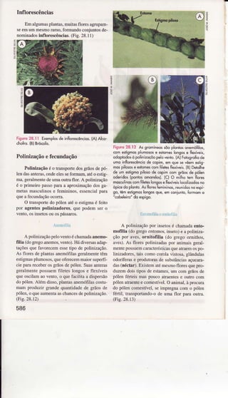 Inflorescências
EmaÌguÌnasplantas,muitasfloresâgruprÌn-
seemummesmoÌamo,formandoconjuntosde-
nominadosinfloÌescênciâs.(Fig.28.11)
Ì
:
?
ã
Fìsuro28.ì I Exemplosdê iiflorcscêncios.{A)Alco-
choho.(BìBÉcolis.
Polinizaçãoefecundação
Polinizaçãoéo trânspoÍedosgrãosdepó-
lendasanteras,ondeelesseformam,âtéo esiig-
ma,gerâlmentedeumaoutlaflor. A poÌinìzâção
é o primeiÌo passoparaa aproxìmaçãodosgâ-
metâsmasculinose femininos,essenciâlpâÌâ
queafecundaçãoocorra.
O transpoÍe do pólenatéo estigmâé feito
poÌ âgentespoÌinizâdor€s,quepodemsero
venÌo,osmsetosouospassâÌos.
roc.Ì)lilin
A poÌinizâçaopeloventoéchamadaânemo-
filia (dogregoareÌ?]os,vento).Hádiversasadap-
taçõesque1ãvorecemessetipo depolìnização.
As floÌes deplantasânemófilasgeralmentetêm
estigmaspÌumosos,queoferecemmaiorsuperff-
cie parareceberosgrãosdepólen.Suasantems
geralmenÌepossuemfileteslongose flexíveis
qììeosciÌêmaovento,o quefâcjlitâ a dispersão
dopólen.Alémdisso,planlasanemófilascostu-
mam produzir grandequantidadede grãosde
póÌen,o queaumentaaschancesdepoÌinizâção.
(Fig.28.12)
586
Fisuro28.t2 ÀssrcminêossõoplontdsonemóÍilos,
comosnsmosplumosose eslomeslonsose flexiyeis,
oddplõdosòpôlinizoçõopelôvênto.(AlFotcsrcÍiodê
umoinflorescèn.iodecÒpim,emquesevêemesiis-
mospilososeeíomescomÍiletesÍldívêis.(81Deblhe
deumesligmopìlo$dêcopimcomgrõosdepôlen
dderìdos(poniosdmoreloí(cl o milhoiemÍlorcs
mosculinoscomÍìle|eslônsoseÍldívêislocolizodqsno
ôpicedoplonis.A Ílores{emininos,reunidosnoespi
go,lêmesiigmoslongosquê,emconilnlo,formomo
'cobeleiro"doespiso.
EfÌorìroriÌinooìir'ìfilli
A polìnizaçãopor insetosé chaÌnada€trto-
mofiliâ (dogregoe,tornos,inseto)e apolinizâ-
çãopor aves,ornitofilia (do gregoorri.úos,
avet. As floÌespolinizadaspor ânimaisselal-
mentepossuemcârâcterísticasqueatraemospo-
linizadoÍes,tâiscomocorolavistosa,glândulas
odoíferas e pÍodutorasde substânciasâçucara-
das(néctar).Existêmatémesmofloresquepro-
duzemdois tiposdeestames,urn comgrãosde
pólenféteìs maspouco atraentese outro com
pólenatraenteecomestível.O animâI,àprocura
do polencomestível,seimpregnacom o pólen
fértil, transportando-ode uma flor pâÌa oütÍa.
(Fis.28.13)
 