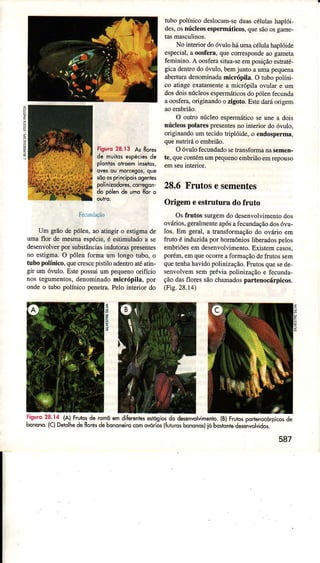 6
&
E
risuro28.13a, frorc3
de m!ìlo, êspóciêsde
plonlosolrosmin3êlos/
ov.r ou morcegor/quê
sõo03principoisogenlê,
poÍnrzodores/corÍogon.
do pólen de umoflor o
Fecündação
Um grãodepólen, aoatingir o estigmade
umô ÍloÍ de mesrnaespécie,é estimuladoa se
desenvolverpot substânciasindutomspÍesentes
no estigma.O pólen forma um longo tubo, o
tubo polínico,quecrescepisriÌoadentroatéatin-
gir um óvuÌo. Estepossuium pequenoorifício
nostegumentos,denominadomicrópils, por
ondeo tubo polínico penetrâ.Pelo inteÍior do
tubo polínico deslocam-seduascélulashaplói-
des,osnúcleosespeÌmáticos,quesãoosgame-
No interioÍ doóvuloháumâcélulahaplóide
especial.a oosferâ.queconespondeaogameLa
feminino.À oosfemsitua-seemposiçãoesrraté-
gicadentrodoóvulo.bemjunloa umapequena
âberturadenominadamicÌópiÌâ. O tubopolíni-
co atingeexatamentea micrópila ovuÌaÌ e um
dosdoisnúcleosespermáticosdopólenfecunda
aoosfera,originândoo zigoto.Estedaráorigem
aoembÍião.
O outro núcÌeoespermáticoseune â dois
trúcÌeospolarespresentesno inteÍioÍ do ó'ulo,
originândoum recidotriplóide, o endosperma,
quenutriráo embdão.
Oó,ulofecundadosehansforÍÌanas€men-
te,quecontémumpequenoembriãoemrepouso
28.6 Frutosesementes
OrigemeestÌuturadofruto
OsfÌutos surgemdodesenvolvimenrodos
ovários,geralmenteâpósafecundaçãodosó'u-
Ìos. Bm geÌal, a transfoÍDagãodo ovário em
fruto é induzidapor hormôniosÌiberadospelos
embÍiõesemdesenvolvimento.Existemcasos,
porém,emqueocoÍreafoÍmaçãodefrurossem
quetenhahavidopolinização.Frurosquesede,
senvolvemsempréviapolinizâçãoe fecunda-
çãodasflores sãochamadospaÌtenocdrpicos.
(Fis.28.14)
587
ê
Ë
z
Figurc 28.14 lAl Fru|o3d€ rcmô êm dilerènrès$tósio, do d$€ivotvimento. (Bl FrutospodÊno<oricosde
bonono.lclDetolhedefloresdobononêirocomovód;sltunÍosbonono5lióbo3ilntedseirrctvido,.
 