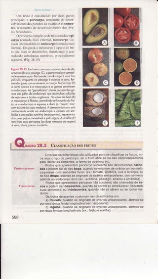 Prnúrr! i n1o
Unì fìuto é constiltrído por duas partcs
prìncipaìsi o peÍicârpo, resuÌtantedo dcsen-
lolvimento dâspafedesdo ovário. e âssemen-
tes. resultantesdo dcsenvoÌvìmeÌìtodos óvn-
O pcricàÌÌrocoÌnpõe-sedehêscâÌÌâdas:epi-
cârpo (caììadx mâÌs exterÌÌa),mesocarpo (ca-
madânÍemrcdiárìâ)e endocarpo (câmâdamâis
nÌterna).Em geral,o mesocarpoéâprrle do lru
to quc mâis se desenvolve.lintctizândo e acu
nÌrlâDdo substâncìasnuÍitilas. p.incìpaÌnÌente
açú.!rês.(Fìg.28.15)
Figuro28.15 Emfrubscornosos,comooqbocÒlìe{A),
o tomate(B)eo pê$egolC),o pqdemocloe.omesii-
veÌéo mesocoÍpo.Noiomoleo endocoÍpôé umofino
pei.uld,ênquonlono pê$egoé êspessoe duro,tor
mondo,iuniocomo semènte,ocorôço.No oroiio (D)
o portebroncoé o mesocorpôê osgomosconstluèm
oendocorpo.As"soÍofinhoí' cheidsdesucodosso
mossõopêlosdo endocorpoqle ocomulomsoluçôe:
deoçúcorese ácldosorsônicos.No coco-do'boío(El
o mêsocorpoé tibrcso,peÍmifindoo Í oiuoçõodÕfru
lo, e o endocorpoé espe$ôe duro(o "corcÕ"mÒr
romescuodo cocomoduroì.A sementedo.ocoesré
lnlimamênteuiido oo endocarpoe conlémum em
b' oo e ' a lêcidonJlri,o lendo"p--o) repre,ero
oosp-ô popocomet/ele peÕ09,ô. A êôirlo{f,
-Ì
Í no.uioper.o'polo5duom-odesdo .osem,
é s*o, islôé, polcosuc!ento.
g Qroo*o 28.5 CLAssrFÍcÇÀoDosrRuros
DlversascaÍâéierísiicassãoulilizadasparaseclassiflcarosfÍulos,en_
ire elaso lìpo de pericarpo,se o íÍulo abrese ou não esponlaneâmenle
paraliberaíassemenìes,a ÍoÌÍnade aberluraetc,
FíulosqLrêapresentêmpericaÌposuculenlosâodenomnadoscarno'
sose podemseÍdotipobaga,quandoseoriginamdeováriosunioumullÈ
carpelafescom sementeslivres(ex.:tomale,abóbora,uvae laranja),ou
dotipodrupa,quandoseoÍiginamdeovádosunicarpelares,comsemenle
adeÍidaaoendocarpoduroiex.:azeionâ,pêssego,arneixae amêndoa).
FrutosoueâoresênlamDêícaÍponáosuculenlosãochamadosdese-
cose podemserdeiscêntês,quândoseabremaoamaduÍeceÍ,libeÍândo
suasseÍÍentes,ou indeiscentes,quandonãose abrêmao se loínârma-
Osfruiosdêiscentescoslumamserclâssilicadosem:
a) folículo,quandose oÍiginamde ováros unicarpelarês,abrindo-se
poÍumaúnicâíendalongiiudinal(ex.:esporinhâ);
b) legume,quandose oíginâmdê ováÍosunicarpêlares,abrindo-se
porduasÍendaslongiudÌnais(ex.:Íeijãoe eÌviha)i
588
 