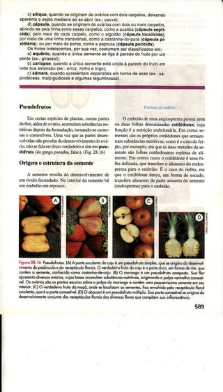 c) sÍllque,quandoseoriginamdêovárioscomdoascarpelos,dsixando
aparenleo sêptomedianoaose abriÍ(ex,:couve);
d)cápsula,quandoseoriginamdeovárioscomdoisoumaiscaÍpetos,
abÍndo-sêpelalinhaentr6êssescaÍpelos,comoa azaléia(cáp6ulasepti-
cida)i pêlomeìode cadacaeêlo, comoo algodão(cápsulaloculictda);
pormeiode umalinhatransvêrsal,comoa castanha-do-pará(cápsulapl-
xidiárla);ou pormeiocleporos,cornoa papoula(cápsulaporlclda).
Osírutosindeiscenìes,porsuâvez,costumamserclassiÍicadoseml
a) aquênio,quandoâ únicâsemeniese ligaà parededoírutoporum
ponto(êx.:gkassol)i
b) carlopsê,quandoa únicasêmênteestáunidaà parededolrutoem
ìodasuaexlonsâo(€x.:arroz,milhoe lrigo);
c) sâmara,quandoapresentamexpansõesêmÍoamadeasas(ex,:sa-
pindáceas,malpiguiácsasê algumasleguminosas).
Pseudofrutos
Em ceÍas espéciesdeplântas.outraspartes
daflor, alémdoovríÌio,acumulamsubstânciasnu-
tritivasdepoisdafecundação,tomando-secamo-
sase comestíveis.Umâvezqueaspartesdesen-
volvidasnãqprovêmdodesenvolúmentodoová-
rio.nãosefâÌaemftutoveÌdadeimesimemps€u-
dofruto (dogÍegopreüdos,falso).(Fig.28.16)
Origemeestruturadasemente
A sementeresultado desenvolvimentode
umóvulo fecundâdo.No interior dasementehá
umembdãoemrepouso,
EsrruluÌadoenìbdão
O embriãodeumaangiosperrnapossuiumâ
ou duâsfoÌhas denominadascottlédones,cuja
funçáoé a nurÍiçãoembriona;a.Emcena"re.
mentessãoospróprioscotilédonesquearÌnaze-
namsubstânciasnuútivas, comoóocasodofei-
jão, porexemplo,emqueasduasmetadesdase-
mentesãofolhas cotiÌedonaresrepletasde ali
mento.Em outsoscasoso cotilédoneé umâfo
thadeÌicada,quetransfereo alimenrodoondos
permaparâo embriào.E o casodo milho,en
que o cotilédoneúnico, em forma de escudo,
transfeÍealimentodapaÍe amârelada semenre
(endospeÌma)parao eÍnbrião.
z
Fisurc28.16 PrêudoFü,ca.{A)A podësuculmiôdo@iuéun ps€ldoÍrvbsimples,queseoriqimdodelenvol-
'ìhento
do pêdúnculoêdo r<eproculoflorok. o rerdodeirc{Íui. do (oiu éo podeium, s É-o d. .t'. q,u
6nnámo senre, @nlieido cono co'tohho-de-@iu.(Bl o morongoé um prêudoÍruiôco|nposro.suo flor
opBênro divercr oú or, cuio3bôs, ocumulonsuhlôncior nuhitiws, o.iginondoo polpovemelhocomesri-
El. O! oúriG sõoos ponlose*uror rcbrc o polpodo morongoè contênum p€quê.isrimoffentìê €mso
int€ior. lc) O v€rdodêirôÊuÌodo hoçô, ondee lo@lizomossomentet,frcoenvolvtdopeloreprÉculo floo'
iuculenlo,queéo porlêcomeslirel.IDJO obo@xìé umpreudoÍÍr,ìomúltiplo.Suopod€comeriel e oriqinodo
dëênwlümeni. coniunbdosrêc€otoculorfloeir do! diErlos flo'ls ouêcomDõr; 3,o inflôrèkàh.id
-
Eeo
 