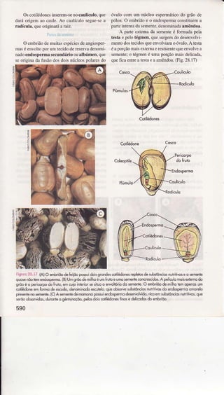OscotiÌédonesìnserem-senocâulículo,que
daÌá origem ao caule.Ao cauÌícuÌoseguesea
râdícula, queorìginaráênì2.
l'riLr.drs.r,.rì1u
O embriãodenuitasespéciesdeângiosper-
nìaséenvoltopoÌ umtecidodereservâdenomi-
nadoendosp€rmâsecundárioouâlbúmen.que
seorìgìnada fusãodosdoìsnúcleospolaÌesdo
óvuÌocomum núcleoespeÌmáticodo grãode
pólen.O embrìãoe o endospermaconstituema
pârÌeintemâdasemente,d€nomiDadaamêndoâ.
A pâÍe extemada semerreé folmaú pela
testae peÌotégmen,quesuÌgemdo desenvolvi
mentodostecidosqueeúvolviamoóvulo.A testa
éapoÌçãomaisext€maeresistentequeenvoÌvea
semenle;o tégmené unÌaporçãornâisdelicada,
queficaentreatesraeaamêndoa.(Fig.28.17)
-
Coulículo
Coliledone
rigurc 28.ì7 (A)O emb ôodebiiõo possuidongrondes.oliledonesrçlaos desubs€nciosnuiÍitiwsêo sêmenrè
quosendotemendospema.lB)Ums'õodohilhôéomÍÍutoelmo semenleconíes.idos.A pelícuo mois*temo do
srõoéo pericqrÌFdo huio,êú cuiolilêrid sesiilo o enrclório do semeile.O embiõo de milhoiemopenosum
otiledoneemfomo de*odo, denominodoescuieo,queobsoryesubslônciosnuiriilwsdoendospe,moomoet"
p@sêniènosmênlè.lC)A sementedemomonopossuiendospermodeenvolvido,ricoemsubstônciosiuhiliws, ,1,"
srõo ohsridÕs, dúrcile o gérminoçõo,pelosdolscoriledônesÍinosedelicodosdo embriao.
590
 