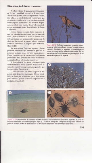 Disseminaçãodefrutos esementes
A sobrevivênciadeqüâÌqüeÍespéciedepen-
de de suacapacìdadeem deixaÌ descendentes.
No casodasplantâs,quesãoorgânisrnossésseis,
istoé,fixos aosubstrato(soÌo),éimportanteque
assementesespalhemsepeloambienteegeÍmi-
nemIongedâplantâ-mãe.No deconerdo pro-
cessoevolutivo asplantasdesenvolveraninú-
merâsadaptaçõesparaa disseminaçãodefiutos
Muitasplantaspossuemfrutoscamosos,d-
cosem substânciasnurritivas,que atraemani-
mais.QuandomâduÌososfrutossetomâmcoÌo-
rìdos,avìsãrdoâosânimajssobÌeapÌesençade
aÌìmentodìsponível.Ao comero fÌuto, o animal
Ìiberaâssementese asdispeÌsapelo ambiente.
(Fig.28.18)
As sementesou fÌïtos de algumasplantas
possuemapêndicesque aderemao pêlo ou às
penasdeanimais,sendopor elesÌÍansportados.
FÌutoscomessetipodemecanismodedispeÌsão
geralmentenão aFesentamcoÌes chamativas
nemacúmulòdesubstânciâsnutritivas.
A disseminaçãode frutos e sementespelo
ventotambémé muitocomum.Nessecâso,as
sementesouosfrutosapÍesentamexpansõesqììe
thespermitemflutuaÌ noar.
O coco-da-bÂíaé um ftuÌo âdaptadoà dis-
persãopelaágua.SeumesocarpofibÍoso possi-
bilita a flutuação,permitindoque â águatrans-
poneo fruto âgrândesdìsrânciâsdâpÌânlaqueo
pÌoduziu.(Fig.28.19)
Figuro28.I8 OslÌuLcs@mesÍ*is, groçoso suocot
õromoe soborogrcdó/eis,ohoemonimoisquêos
comeme dispeEomos sêmentes.O ìnre3timentodo
plonionoprcduçõodossubsÉnciosnuhitìvo!dôsÊu-
los relomdde fomo indilelE no propogoçôode se-
menlese dispêBôodo ê$p4ie.
1
ì
6
e,
I
Figurc28.19(A)Sêmenbsdepoineno,envoltosenpêlos,sõodissêminodospêlovenlo.{B)Frui*dococo-dd-
boíõsõoadopicdosò dksêmlnoçõopêloósuo.(ClFrulosdêcorropì.hoe depicõo(òesquerdo)oderemoos
pêÌosdèonimois.tnrtrsdêïêntê"dê]êõolòdirêilllsôoodopildosò di3semìnoçôopelorento
591
 