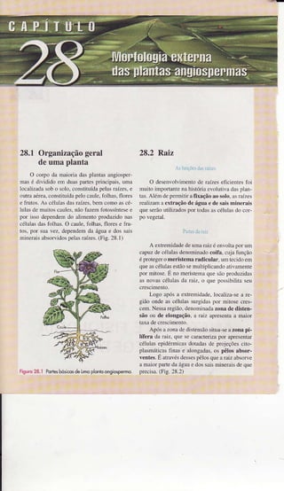 28.1 Organizaçãogeral
deumaplanta
O coÌlo da maioria dasplantâsarg;ospeÌ
mâs é djvidido em düaspaÍes principais.ulnâ
ÌocaÌizadâsobo solo.constituídap€lâsrâízes,e
outraaérea,constituídâpelocaule,foÌhâs,flores
e lruro..q. celuld.da' Íarle.,bemcomod' Le-
ÌuÌâsde muitoscaules.nãoIâzêmfotosíntesee
poí isso dependemdo alimento pÌoduzido nas
célulis dasfolhas.O caule,folhas.flores e frìÌ
tos! por suavez, dependenda águae dos saN
ÌÌinetais absoNidospelâsÌaízes.(Fis.28.l)
28.2 R.aiz
, iunçõe!drìsrxízcs
O desenvolvinento de raízes eficientes foì
nuÌto impoÍante na históriâ evohüiva dasplan-
!3. Alemdepelnilir a Íìâçàoâosolo.d, ra'le.
realizamaextração dc águâe de sâisminerâis
que seúo utilizados por todas âs células do cor-
po vegeÌal.
PrÍ.sdar,rLz
A erremidadedeuïìâr:i/ eerollaporun.
capuzdecélulasdenominâdocoifâ.cujafunção
eprolegero merislemâradiculâr.Jmlecrdoen.
queâscéÌuÌasestãoseÌnultiplicandoativamente
por mitose.É no rnerìstemaquesãoproduzidas
âsnovascéluÌasda râiz.o quepossibìlitâseu
Logo apósa extrernidade.localiza-sea re-
Sião onde as célulassurgidaspor mitose cres-
cem.Nessaregião,denominadazonade dist€n-
são ou de elongação, â raiz apresentaa Ìnaior
Lâxade crescimento.
Apó" a /onâdedi'len,áo.iruâ*eâ zonapi-
lífera da râiz. qüe se caÌacGrizâ por âpresentâr
cólulasepidéÌmicasdotadasde projeçõescilo-
pÌâsmáúcâsfinâs e aÌongadas,os pêlos absor-
ventes.E atavésdessespêlosqueaÌaiz abso e
â mâior pâÍe da águâ e dos saisminerais de que
 