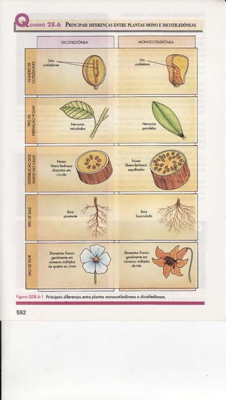 uaDRe28.ó Prncp,us lnlnnuçm nNTRnpLAìTÁsMoNoI DrcoTÍ,[DóNxAs
risurcG28.ô-i Principqi5diÍerençqsentÌeplontosmonocotiledôneose dicotiledôneos.
592
 