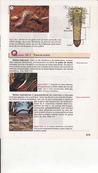 Figuro28.2 {Al Folodeumoplonl€iovemdeolpisiemostrondoo roiz
.ôbedodepêlosobsryentes{B)Desenhodo ponlodèumoro,zmoÍ
kondosuosd Íerenr,es,"gioesío)zonode-Ljiplico(do(
" uo' {me'is
remol;(blzonodeelônsoçòo,k)zono p,liËrc.
RaÍzesluberosas,comoâs da mandiocae da batata-doce,aÍmaze-
nam reservasalimentares,pÍincipâlmeniena forrnade grãos de amido,
ulilizadasduranteaíloÍaçãoê a píoduçãodeírutospelaplanta.Osagricut-
loÍescolhemessâsraízesantesquea planlatenhachancedeconsumiras
reseÍvasarmazenadâs,ulilizando-asnaâlimentaçãohumanâe deanimâis
domésticos.(Fig.O28.1-1)
riguroQ28.1-l Exemposdê roizestubercsos.
Doesquerdoporoo dneiiu:bdloil-doce(nover
dode, roiz e couteconíescidot, bebíqbo,
nobo,cenoutuê mondioco.
Raízêsrespiratóriasou pneumatóforossãoâdaptadasà rêatizâÇão
delrocasgasosascomo ambiente.Essetipoderâizé enconlÍadoemplan-
tas comoa Avicenatonentosajqueviveno soloêncharcâdoe pobreem
a
575
gásoxigêno dosmanguezals.As raízesprin-
cipaisde A. tomentosacrescemrenteà su-
peÍÍcie do soloe, dê êspaçoem espaço,
aprêsentampnêumatóÍoros, que crescem
paracima,perpendiculaímenleao solo.Du,
ranlea maÍévazanÌeospneumalóforosíicam
expostose podemrealizarlrocasde gâses
como ar.(Fis.O28.1-2)
tiguro 028.1-2 A Avt enoroôènrôso,umoploiio
com!mnosmanguezoisbrdsilêirôs,posuiroÍzesrês
 
