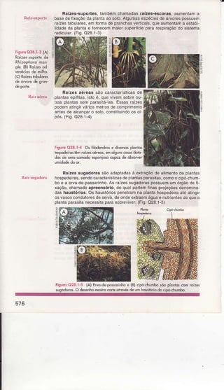 Raízes-guportes,lambém.chamadasraízes-escoras,aumenlama
basede fixaçãoda plantaaosolo.Algumasêspóciesde áívorespossuem
Íaízesiâbuares,emÍormade pranchasvetÌcais,quêâumentama eslabi-
Lidadeda planlae ÍornecemmaiorsupeúíciepararêspiÍaçãodo sislema
Íadicuaí.(Fiq.O28.1-3)
Raízesaéreassão câíacteÍísticasde
planlasepíÍitâs,istoé, quevivemsobreou-
Íâs plânlassem paíâsitá-as, EssasÍaízes
podemalingirváriosmelrosdê comprirnento
antesde alcançaro solo,constituìndoos ci
pós.(Fig.O28.1-4)
tisurc 028.1-4 Os filodendrose div*sosplorios
hpodënosÊm ÍoÍzesoéreos,êmolgunscososdoio-
dosde umoconodoesponiosocopozde obsower
Raízessugadorassão adaptadasà extraçãode alimenlode plantas
hospedeiras,sendocaraclerÍsticasdep antasparasilas,comoo c pó-chum-
bo e a ewa-de-passarinho.As raÍzessugadoraspossuemumórgáodeÍi-
xação,chamâdoâpreênsório,do qualparlemfinasprojeçõesdenomina-
dashaustórios.Os hausìóriospenelramna píantahospedeiÍâatéatingiÍ
osvasoscondutoresdeseivâ,deondeexlraemáguae nutrientesdequea
planlaparasitanecessitaparasobreviver.(Fig.Q28.1-5)
:
:
ìi
FiguroO2S.l-3íA)
i
-
-
tr
O28.I-5 {A) EM d*possoinhôê {B)cÌpó-chomhosõoplon|oscom
O dêsnhômosrrocôúeorrdvésde umhouslóriodo cioô-<humbo.
576
 