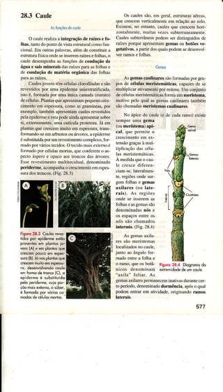 28.3 Caule
Asfunçõe!docaule
O cauÌerealizaaintegÌaçãodeÌaízesefo-
lhas.tantodoponÌodevistaestrütuÍalcomofun
cionaÌ.Em oxtraspâÌâvrâs,aÌémdeconstitúr a
estrutun1ïsicâondesêinsereÌnraízesefolhas.o
cauledesempenhââsfünçõesde conduçãode
águâe saismin€rais dâsrâízesparaasfolhase
de condução d€ mâtéúâ oÌgânicâ dasfolhas
Câulesjovenstêmcélulasclorofiladase são
reveÍidospor umaepìdermeuniestrâtificada,
isto é, foÍmadapor umaúnicacaÍìâdâ(estrato)
decélulas.Plantasqueaplesentampequenocres-
crmenmem espessur4coÌnoâsgamneas, por
exempÌo,tarnbémapresentamcaulesÍevesrìdos
peìaepìderrneeestapodeaindâapresentarsobrc
si, extemâmente,umacutículapmtetora.Jáem
plantâsquecrescemmuito emespessura,tÍâns-
formando-seemaÍbustosouárvoÍes,âepideme
ésubstituídaporumrevestimentocomplexo,for
madoporváriostecidos.O lecidomâisextemoé
formadopor célulasmortas,queconfeÍemo âs-
pectoásperoe opacoaostroncosdâs áÌvores.
EsserevestimentomultiteciduaÌ,denominâdo
perideÌmê, acompaúaooescimentoemespes
sumdostroncos.(Fig.28.3)
Fisuro28.3 Couls rMe-
lidospor epidermeeslôo
prêsentêsen plon|osio-
vên,(a) € êmPlontusque
crerem po'rcoem esPey
surclB)..1ónosplonlosque
crèscemmuilo€mespêssu'
ro, desenvotvêndo.ôute
èm{omo deron@ {c), o
êpiderme ê 5ubrtituído
peloperideme,cuiopor
çôomoisdlìerno,ô súbêr,
é fomodo por úrios .o
modosdecélolosmorrG.'
Os caulessão.em geral.esÌrìturâs âéreâs,
quecrescenveÍicaÌÌnenteem relaçãoao soÌo-
Existem,no entanto,caulesque crescemhori-
zontaÌmente,muitasvezessubteffaneamente.
CauÌessubterâneospod€mserdistinguidosde
raízesporqueapresentâmgemâsou botiies ve-
getâtivos.apaÌtir dosquaispodemsedeseÍìvol
Ce!rÌas
As gemâscâulinâr€ssãofoÍmadasporgru-
pos de células meÌistemáticas, capazesde se
multiplicar âtivamenÍepormitose.Um conjunto
decélulasmeristemáticâsfolma ummerist€ma,
notivo pelo qual asgeÌnascaulinaÊstambém
sãochamadasm€dstemascâuliÍar€s.
No ápìcedo caule(e de câdaramo) eiúsre
sempreumâ gema
(oumeÌistema)api-
cà|, que permiteo
crescrmentoem ex-
tensãogÌaçasà muÌ-
t;pl;caçAodascélu-
lâs meristemáticas.
À rnedidâqueo câu-
le crescediferen-
cian se,lateralmen-
te,regiõesondesur-
sem folhase s€Inas
âxiÌâres(ou lat€-
râis). As regiões
ondese inseremas
folhaseassemassão
denominadasÍós e
os espaçosentreos
nós são chamados
internós.(Fig.28.4)
As gemasdila-
res sãomeriÍemas
Iocâlizâdosnocaule.
junto ao ângulofor-
mâdoentrea folha e
o ramo,queosbotâ-
nicos denominam
"âxilâ" foÌiâr. As
Figuro28.4 Diogromodo
exrreúidodedeumcoule.
:
e3
í
gemâsaxilaÌes p€rmaneceminâtivâs durantecer-
to peíodo, deDominadodormênciâ, âpóso qual
podem entíaÌ em atividade, odgìnândo râmos
lâteÌâis.
577
 