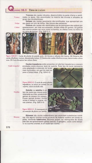 Troncossãocaulesrobustos,desenvolvidosnaparleinÍeroÍ e raÍÍifl
'lronco cadosno ápice.São enconlradosna maioriadas árvorese ârbuslosdo
EstipessãocaulesgerâmenÌenão-ramiíicâdos,que apresentamem
llslipc seuápiceumluÍodefo has.SãolÍpicosdaspalmeiras.
Colmossãocaulesnão-ramificadosquêsedistinguemdosestipespor
CoÌúo apÍesentaÍem,emiodasuaexiênsão,divisãonílidâemgomos.Os gornos
doscolmospodemseÍocoscomonobambu,oucheioscomonomilhoou
l
.
j
nacana-de-açúcâr.(Fig.Q28.2-1)
:
E
a
umaadaptaçãoà obtençãode locais
maislluminados,emquehámaisluz
paraa íotossínlese.(Fig.O28.2-2)
Fisu.o028.2-2 Õcoulêdecertosplonlos
tepadeÌros,oô enlrorêm.onlolôcômum
supode,cres.eenrolddonêle.
Fig'Jro028.2-ì Couesde pìorrosde srondeporte.lA) ÁRorese oóusbs têmtrcncd. {B)PomeÌostèm
coulescilíndricos,mociços,denôminodosesripes.(c)Bombus€m coulescilindricoseocos,dènominodoscolmos
oco5.{D)Cono-dê-ocúcortemcolmôschèiôs.
Caulês tíepadores ostão presênlesêm planlastrepaderas e crescem
caületrepador enrolados sobre diveísos lipos de supoÍte. Esse lipo de câule repÍesenÌa
. Estolãoou êslolho é um
lhtolão tipodecautequecrescepara-
ielamenteaocháo,produzindo
gemasde espaçoemespaço.
EssâsgemaspodemíoÍmaí
raÍzese folhase originâÍno-
vasp antas.(Fig.Q28.2-3)
Íiguro 028.2-3 O morongleiroé
umexemplodeplonucomestolõo.
BlzomassãocaulessubleÍâneosqueacumulamsubsÌâncas nulriti-
Rizom! vas.FmalgLns'iroÍìasocoíeâcJmulodemateia nutíitivoerr'celas r€.
giões,íormandolubérculos; Rizomâspodemser disiing!idosde raÍzes
pelofaiodeapresenlaremgemaslaterais,O gengibÍe,usadocomolempe-
ronacozinhaoriental,e umcauleliporizoma.
574
 