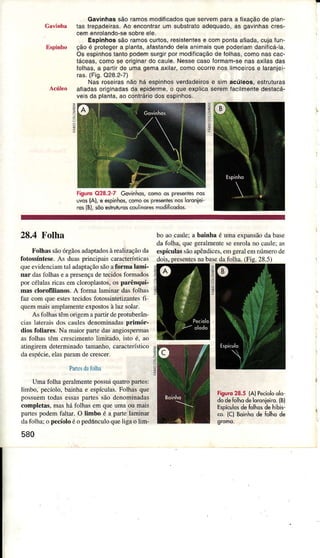 GâvinhassãoramosmodificadosquesêÍvemparaa íixâçãode plan-
Câviíhà tas tÍepAdeiras.Ao enconlrarum substato âdequado,as gavinhascres-
cemenrolando-sesobrêêlê.
Espinhossãoramoscurlos,resisteniese compontaaíiada,cujâfun-
Espinho çãoé píolegeía planta,âíastandodelaanimaisque podeíiamdaniÍicá-la.
Os espinhoslantopodemsurgirpormodificaçãode lolhas,comonascac-
láceas,comose originardo caule.Nessêcasoíormam-senasaxilasdas
íolhâs,a pâftirde umagemaaxilar,comoocoÍê noslimceirose lâranjeÈ
Ías.{Fig.O28.2-7)
Nas roseirasnão há espinhosverdadêirosê sim acúleos,esÍuluras
^cúl€o
âÍiadasoriginadasda epidermê,o qu€ explicâseremíacilmentedestacá-
veisda planìa,aocontráriodosespinhos.
z
õ
z
-!
nguro uzó.z./ r,*rnno5, como05 presênÌesnos
uvos(A),e espinho',<omoosprerenlesnôsloroniei-
ros{B},sõoeshuturcscoulinorémôdifi.odos-
28.4 Folha
Folhâs sãoórgãosadâptadosàrealização da
fotossíntese. As duas principâis carac.erística!
queevidencidmIJìddâprdcao.aoa torma lami-
nar da. rolhdse d pre.ençade lecidosÍormados
poÍ celula, rica, em cloropla"ros.os pârênqui-
mas €loroffliânos. A lorma laminar da. Iolha..
la7 com que este. recrdo,torossinreú/anlesfi
quem mâis amplamente expostos à Ìuz soÌar.
A. folhâ Ìemorigemâ pâíiÍ depÍoruberan-
ciâ. IJrerrì,do" rduìe, denoÍninadaçprimór-
dio lbliâres. Nd íÌÌaiorpane dasaDgiospeÌma.
a, Íolhdsrèm cÍe,cimenrolirÌu!âdo,rsroe. ro
aüngrremdererminadotamaúo. caracterisrico
da espécie,eÌaspârâm de crescer.
PârÌesdalbÌha
Uma fol]ìageíalmenrepoiuì qualropârle:
lìmbo. pecrolo.barúr e e.pícula". Poìhâsque
po.'uem todase'si. parres'áo denominâddc
completâç.mai ha folhâ. em que umâ ou mais
pârte' podem fdllaÌ. O limbo é â pâíe larruna-r
,iu folhi: o pe(íolo e o pe,iúncuìoqueliga o lim
580
bo âocâüÌe;a bâinhâé ümâexpansãodabase
dafolhâ, quegeÌaìmenteseenrolano cauleias
espículâssãoâpêndices,emgeraleÌnnúmerode
nabasedafoLlìa.(Fis.28.5)
Ë
Fisuro28.s(AlPeíoloolô
dodeÍolhodelorcnieiro.(Bl
EsPiculosdeÍolhosdehìhis-
co.lcl Boinhodeblho de
 