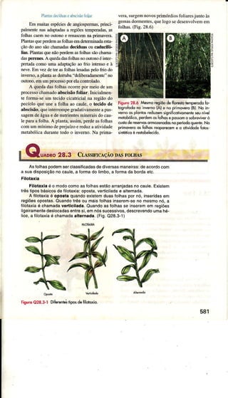 Plutâidecíduase$sclsãotoüaf
Em mütas espéciesdeangiospermas.pÍinci-
palÌnentenaxadaptadasa regiõ€stemperadâs.as
foÌharcaemno outoroe renascemnaprimavera.
PÌântÂsquepedemasfolhasemdetermiÌradaesta-
çãodo anosãochamadâsdecíduâsoucâducifó.
liâs.Plantasquenãoperdemasfoìhâssãochâma-
dãsperenes.A quedadasfoÌhasnooutonoéinter-
prEtadacomoumaadapiâçãoâoftio intensoe à
neve.EmvezdeteÍ asfolhâsÌesâdâspeÌoftio do
inverno,aplantaasderÌuba' delìbeÌâdâmente' no
outono!emumprocessoporelâcontrolâdo.
A quedâdasfolhâsocone por meio deum
pÍocessochâmadoabscisãofoliâr. Inicialmen-
te foÍmâ-seìrm tecido cicatricial na Ìegião do
pecíoìoque une a folhâ ao caule.o t€cido de
abscisão,queintenompegradativamenteapas-
sagemdeáguae denutÍientesmineraisdocau-
le paraafolhâ. A planta,assim,perdeasfolhâs
comummínimodeprejuízoereduzaatividade
metabólicadurantetodo o invemo. Na prinÌa-
verâ!surgemnovosprimóÌdiosfolinesj untoàs
gernâsdormentes,queÌogosedesenvolyemem
folhâs.(Fis.28.6)
tiguro 28.ó Mesmorcgiõode fiorertr:lèmpercdoÍo-
bsõtodo no inveno(al ê no pn6@rc (Bl.No in-
vêmo6 plônlosrêduzemsisnifi.ovomêntêsêuníwl
melohólico,pêidêmor íolhose o*som d sobreviv€rò
cuío deresêmsomozenodosno@ríodoouele. No
prìmwero os Íolhosreoporeem e o otividodeÍotos
dnieíco é resiohelecidô
È
AsíolhaspodemserclassiÍicâdasdedivoísâsmanêiras:deacordocom
a suadisposiçãonocaule,a formado limbo,a ÍoÍmada bordaêtc.
Filotâxla
Fllotaxlaé o modocomoasfolhasestãoarraniadasnocaule.Existem
trêsliposbásicosdefilotâxia:oposta,v€rliciladae alternada.
A íilotaxjaé oposla quandoexistemduaslolhaspornó,inseridasem
rsgiõesopostas.Quandolrês ou maisíolhasinserem-seno mesmonó,a
Íilolaxiaé chamadaverticilada,Ouandoas Íolhasse inseremem rêgiões
ligoiraínêntêdeslocadasenÍe si,emnóssucessivos,descrevendoumahé-
licê,a lilolaxiaé chamadaallernada.(Fig.028.3-1)
FisuroO28.3-l DiËren|e;tiposdeÍilo|oxio.
581
 