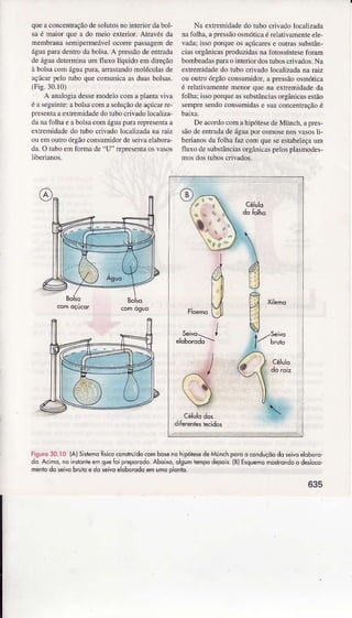 queâconcentraçãodesolutosnointerìordabol-
sâé maior que a do meio exterior.AtÌavésda
membÍanasemipermeávelocorrepassâgemde
águâparadentrodabolsa.A pÌessãodeentrada
deáguadeterminaumfluxo líquido emdireção
à bolsacomáguapura,arrastândomoléculâsde
âçúcâÌpelotuboquecomunicaasduâsbolsâs.
(Fig.30.10)
A anêÌogìadessemodeÌocomaplantâviva
éaseguinte:âboÌsacomasoÌuçãodeaçúcaÌre,
presentaaextremidadedoiubocrivadoÌocaÌiza-
danafolhaeêbolsacomágìrâpurarepresentaa
exÌÌemidadedo tubocrivadolocaÌizadanaÌaiz
ouemouto órgãoconsumidoÌdeseivaeÌabora-
da,O tuboemfoÌmade"U" representaosvâsos
liberianos.
Nâ extÍemidadedo tubo crivadolocalizada
nafoÌha,apressãoosmótìcaéreÌativamenreele-
vada;ìssoporqueosaçúcarese outÍassubstân-
ciasorgânìcasprodìrzidasnafotossíntesefomm
bombeadasparâointeÌioÌ dostuboscrivados.Na
extreÍúdadedo tÌrbocrivâdolocalizêdanamiz
ou outroórgãoconsumidoÌ,a pressãoosmótica
é ÌeÌalivamenternenorque na extremidadeda
folha;issopoqueassubstanciasorgânicasestão
sempresendoconsumidase suasoncenrraçãoé
Deacodo comahipótesedeMünch,apÌes-
sãodeentrâdadeáguapoÌ osmosenosvasoslì-
berianosdâfolhâ faz comqueseestabeleçâuÍn
fluxodesubstânciasoÌgânicaspelosplasmodes-
mosdostuboscrivados.
Fisuro30.:0 íA)SislemaÍísicoconstruídocombosenohipólesedeMünchporco @nduçôodo seivoêloboro'
do a.imo, noinsrìcnt6emque6i preporodo.Aboixo,olsumiempodepo;s.(BlÊsquemomosrrondoo desloco,
menlodo sêivobniioê do sivq eloborcdoemumop1onb.
635
 