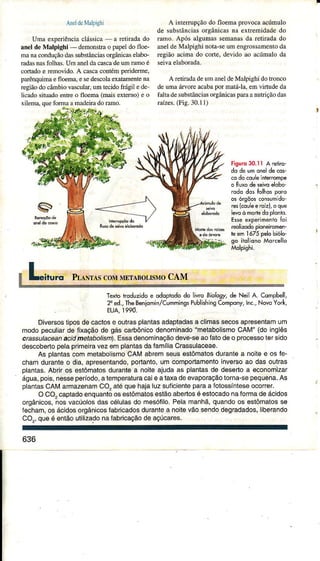 UÍnâ experiênciaclássica a Ìetirâda do
aneldeMalpighi - demonstrao papeldo floe-
manaconduçãodâssubstânciasorgânicâsêÌâbo-
radâsnasfolhas.Um aneldâcascadeumümo é
coÍado e Íemovido.A câscacontémperiderme,
paÉnquimaefloem4 esedescolaexatamentenâ
regiãodocâmbiovasculâr,umlecidoftágil ede'
licadosituadoentreo floemâ(rnaisexterno)e o
AneldeMdlpighì
xilem4 quefoÌmaârnâdeimdoramo.
6
A interrupçãodo lÌoemaprovocaâcúmuÌo
de substânciasorgânicasna extÍemidâdedo
ramo.Após aÌgumassemanâsda retiradado
aneldeMaÌpighi noÌa-seum êngÌossâmentoda
região acimâ do corte, devido âo acúmuÌoda
A retirâdadeumâneldeMâhighi dotronco
deumaárvorcacabapor maÌá-la,emvirtudeda
faÌtâdesubstânciasorgânicâspâÌaanutriçãodas
râízes.(Fìg.30.11)
figurô30.ll A reiiro-
do de umonelde cov
codo couleÌnlerompe
o Í uxode *ì,o etobo,
rodo dos Íolhosporo
os ó€õos consumìdo'
€s (couleero;z),o que
levoò modêdo plonlo.
Esseerperimentofoi
reoliddôpioneÍomen-
le em I ó75 pelobiólo-
go itolionoMorcello
Molpighi.
Texrotroduzidoe odopiododolivroBìology,deNeilA. Compberr,
2"ed.,ÌheBeniomin/CummingsPublkhìngCompony,Inc.,NovoYork,
. EUA,r990.
Divêrsosliposdecactose outrasplantasadaptadasâ climassecosaprêsêntâmum
modopeculiarde fixaçãode gáscarbônicodenominado'metabolismoCAM"(doinglês
cÊssulaceanacidmetabollsm).Essâdenominaçãodeve-seaofalodeo processoteísido
descobêrtopelaprimeiravezemplantasdafamíliacrassulaceae.
As plantascommetabolismoCAlvlabremseusestômatosdurantea noitee os fe_
chamduranteo dia,apresêntando,portanto,umcomportamentoinversoao dasoutras
plantas.Ab r os estômatosdurântêa noiteaiudaas plantasde desertoa economizar
águâ,pois,nessêperíodo,alemperâturacaieataxadeevâporaçãotornâ-sêpêquêna.As
plânÌâsCAIVIamazenamCO,atequehajaluzsuÍicientepâraa totossínleseocorrêr.
O CO,captadoenquantoosêslômatosestãoabertosé êstocadonâformâdeácidos
orgânicos,nosvacúolosdascélulâsdo mesófilo-Pelamanhã,quandoos êstômatosse
Íecham,osácidosorgânicosÍâbÍicadosdurantea noitêvãosendodegradados,liberando
CO.,queé entãoutilizadonaÍâbricaçãodeaçúcares.
636
 